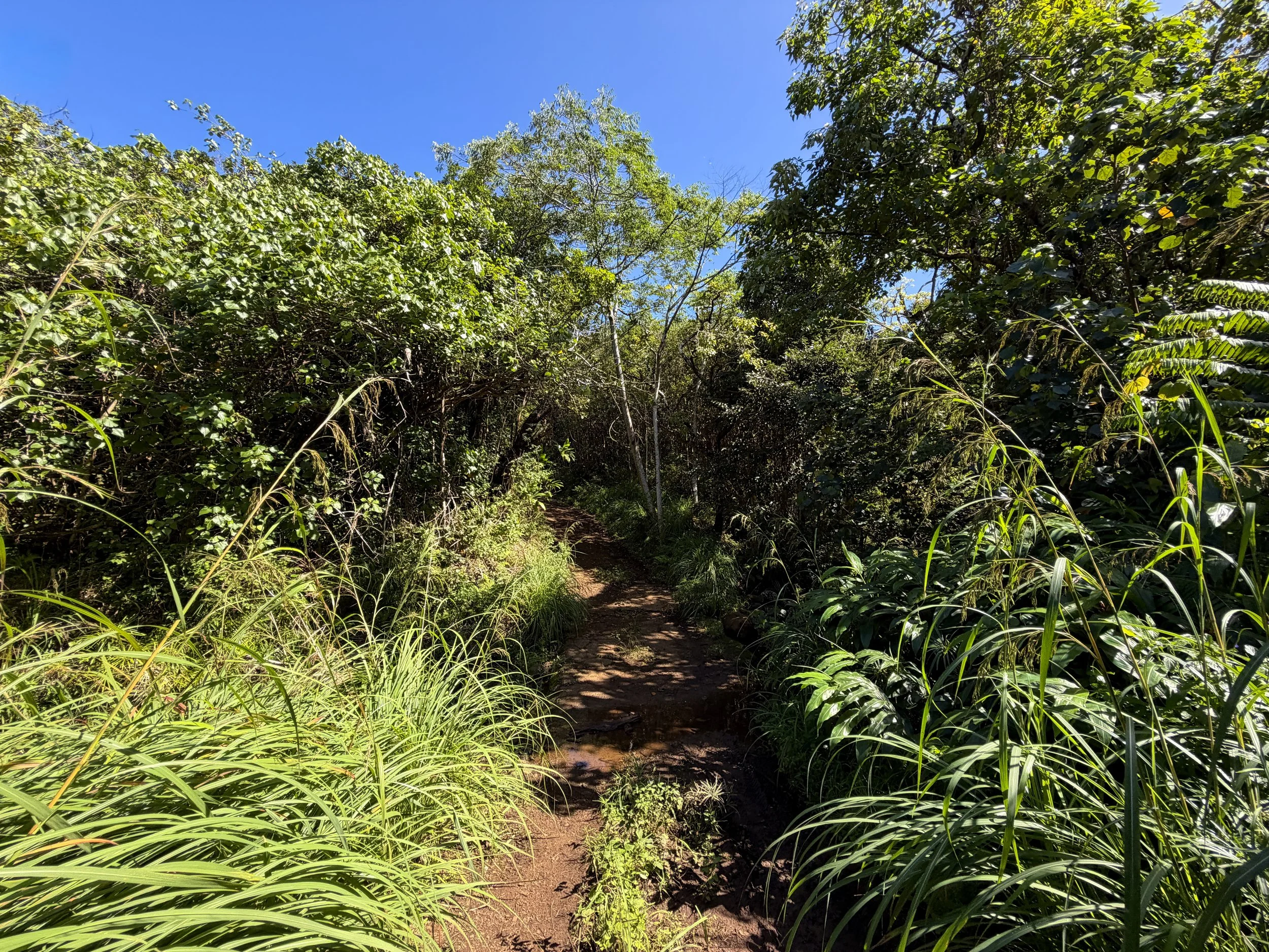 Kulanaahane Trail Oahu Hawaii