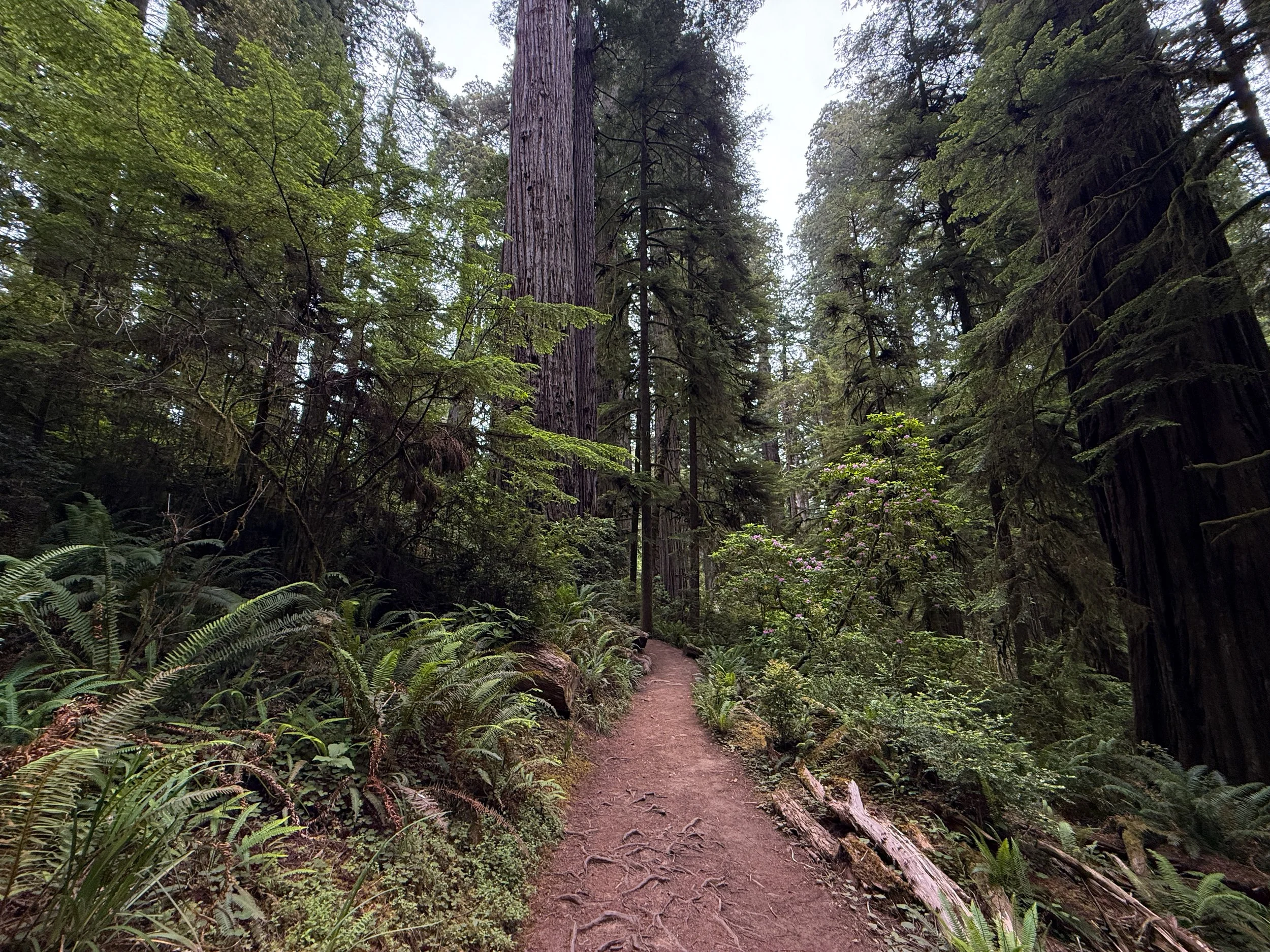 Boy Scout Tree Trail Jedediah Smith Redwoods State Park California