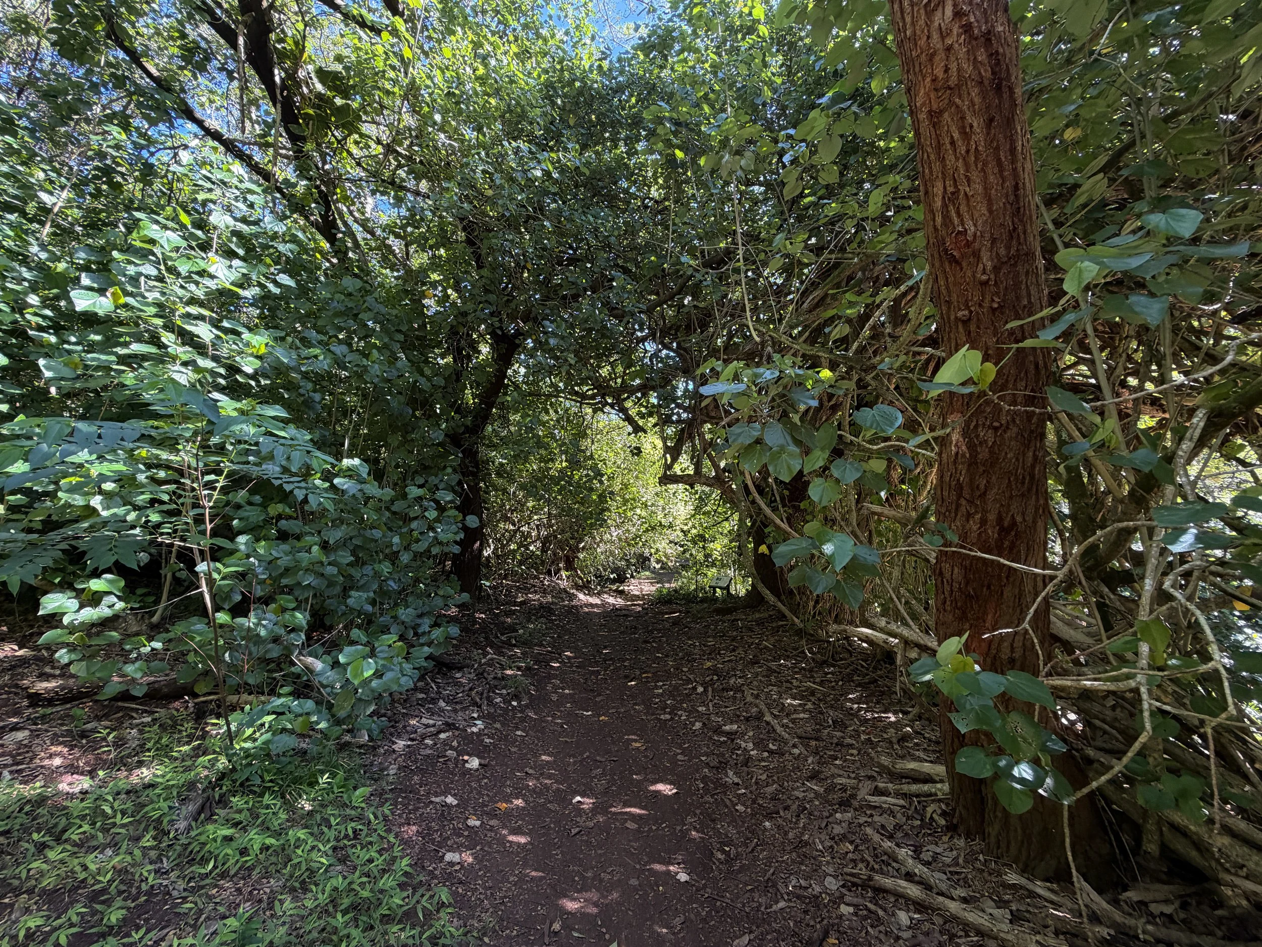 Tripler Ridge Trail via Moanalua Valley Oahu Hawaii