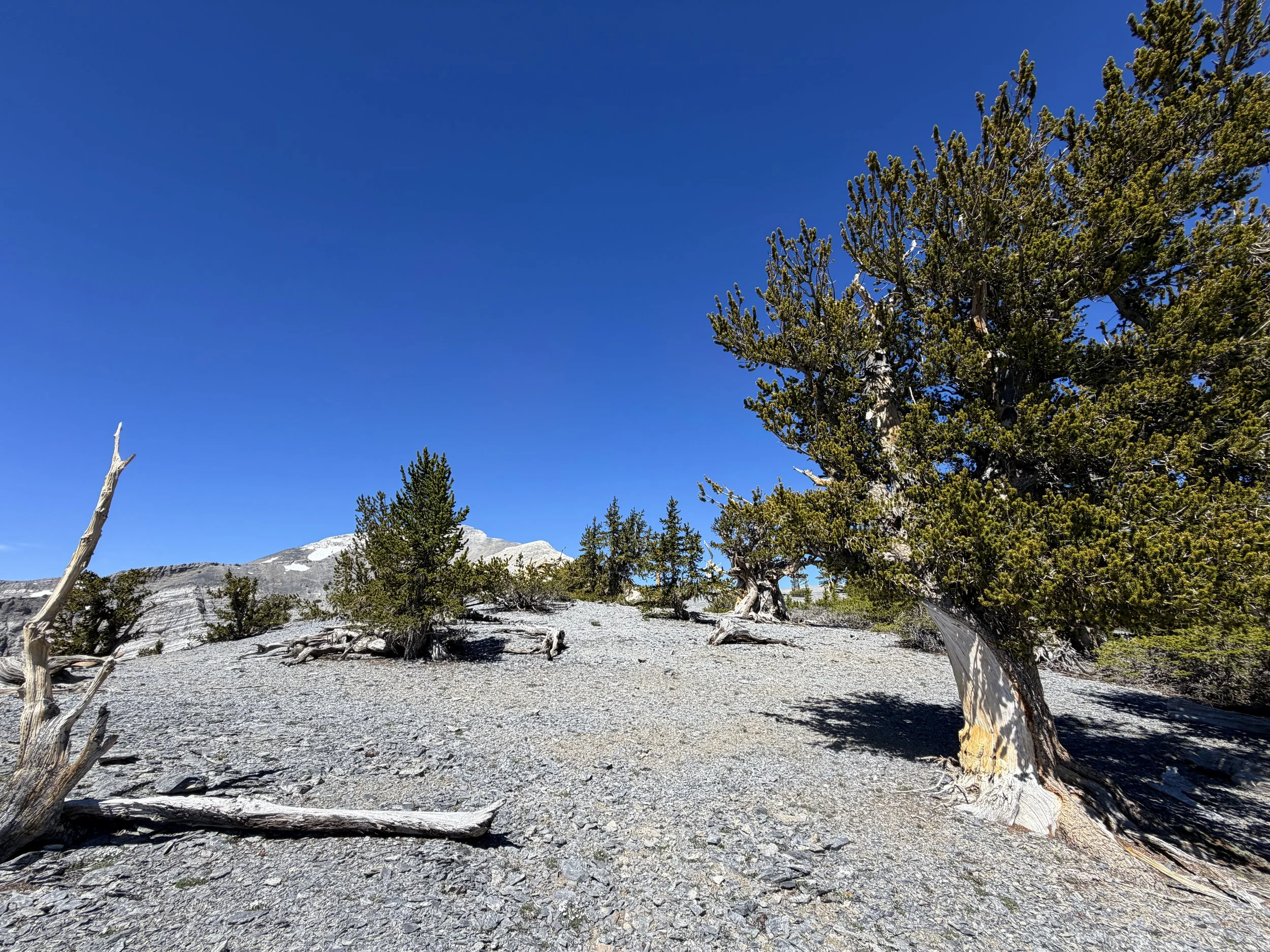 Magic Grove Snake Divide Trail Great Basin National Park Nevada