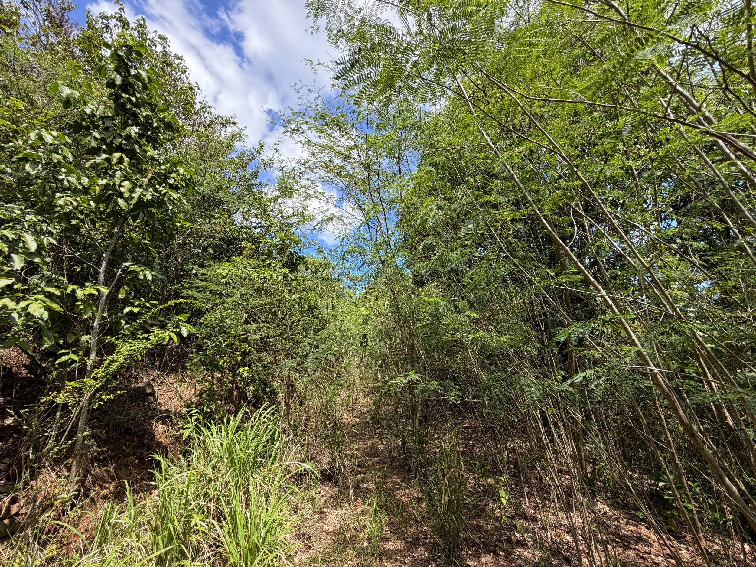 Water Catchment Trail Virgin Islands National Park