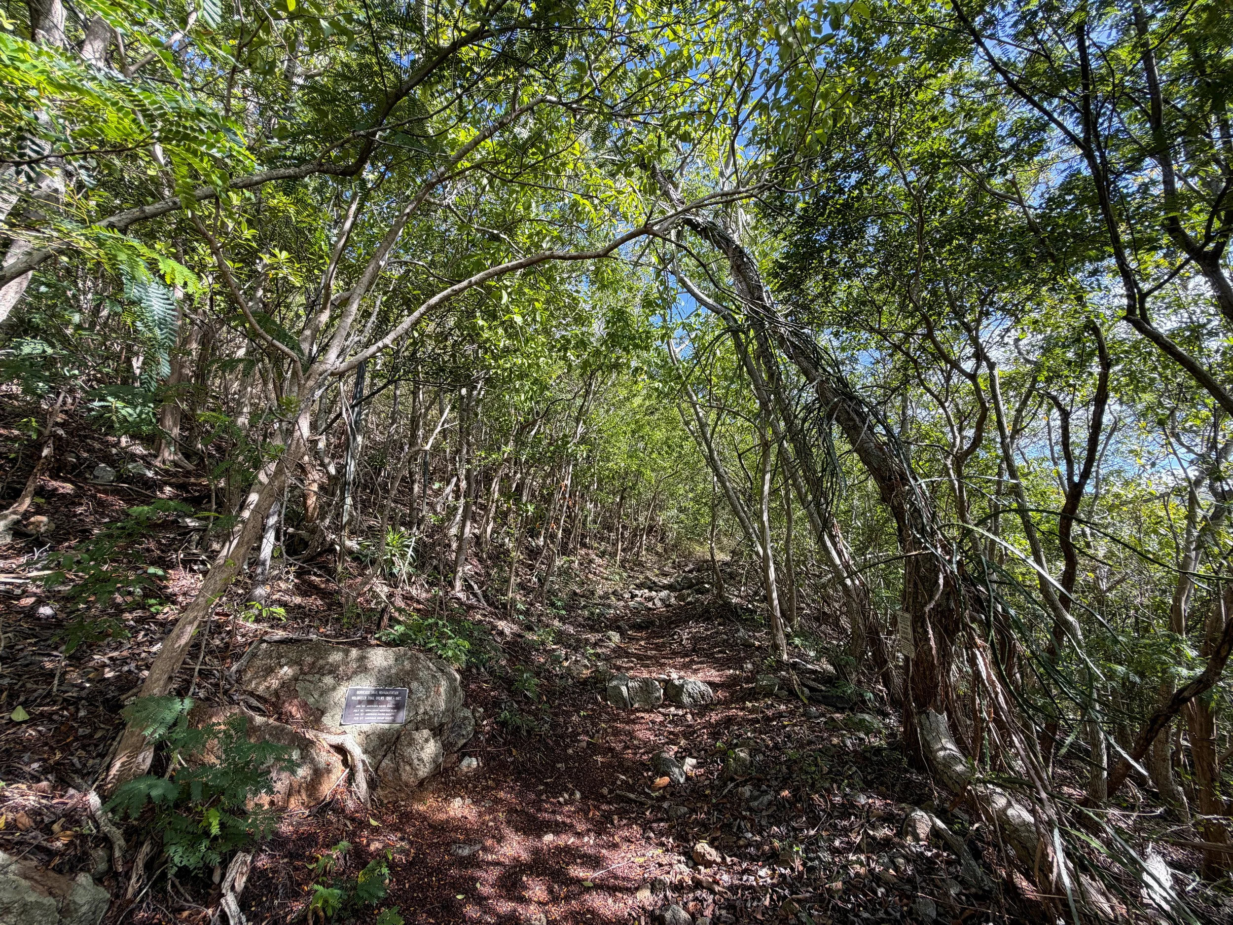Bordeaux Mountain Trail Virgin Islands National Park