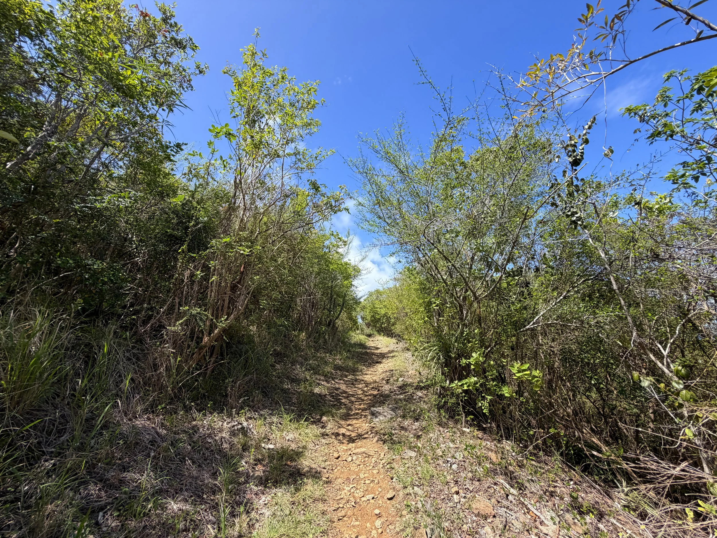 Lind Point Hike Virgin Islands National Park