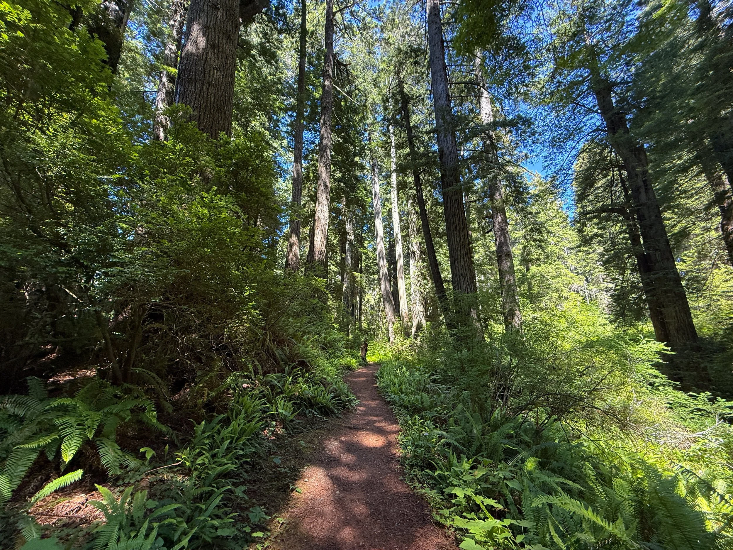 Ossagon Trail Prairie Creek Redwoods State Park California
