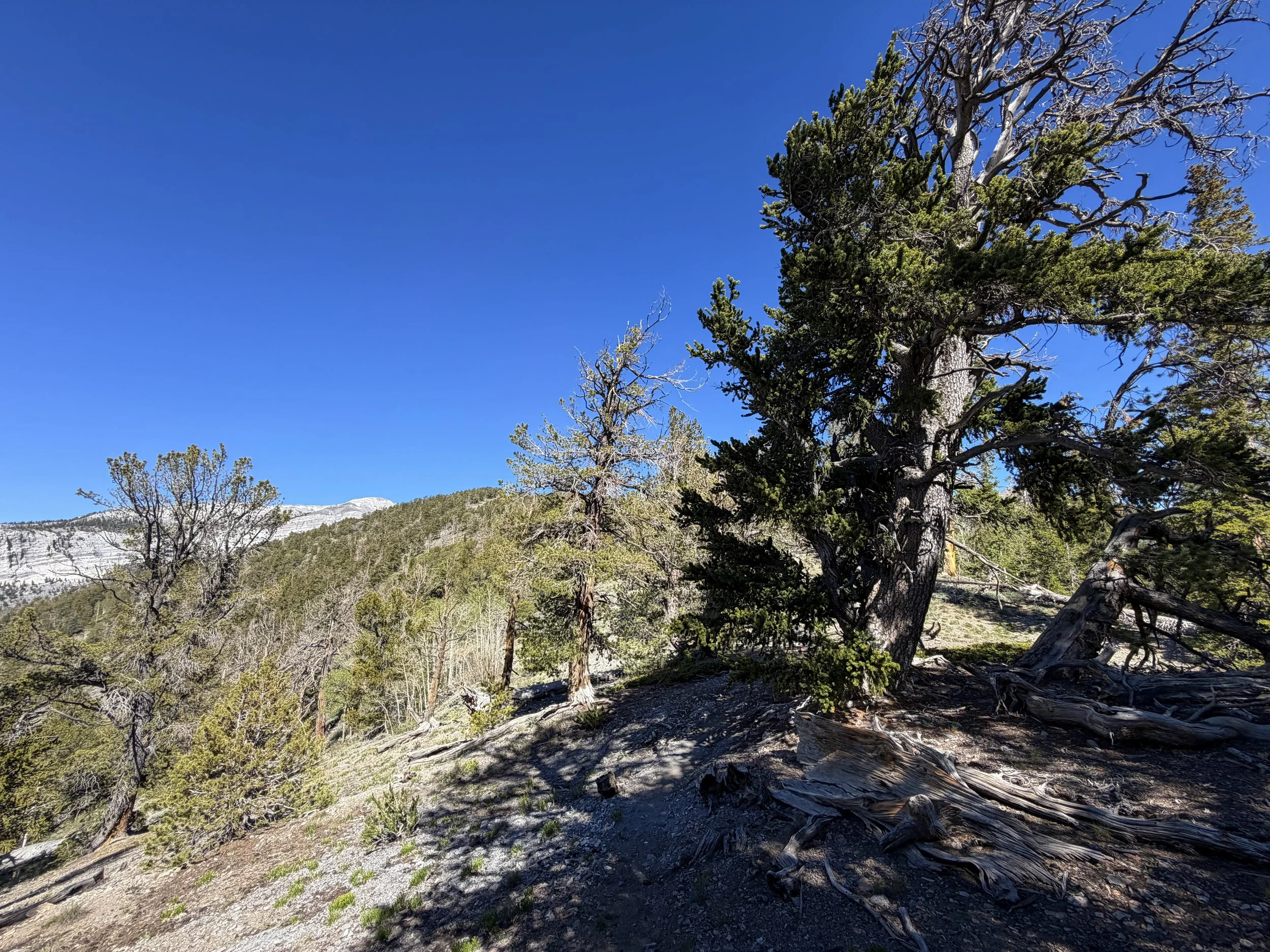 Snake Divide Hike Great Basin National Park Nevada