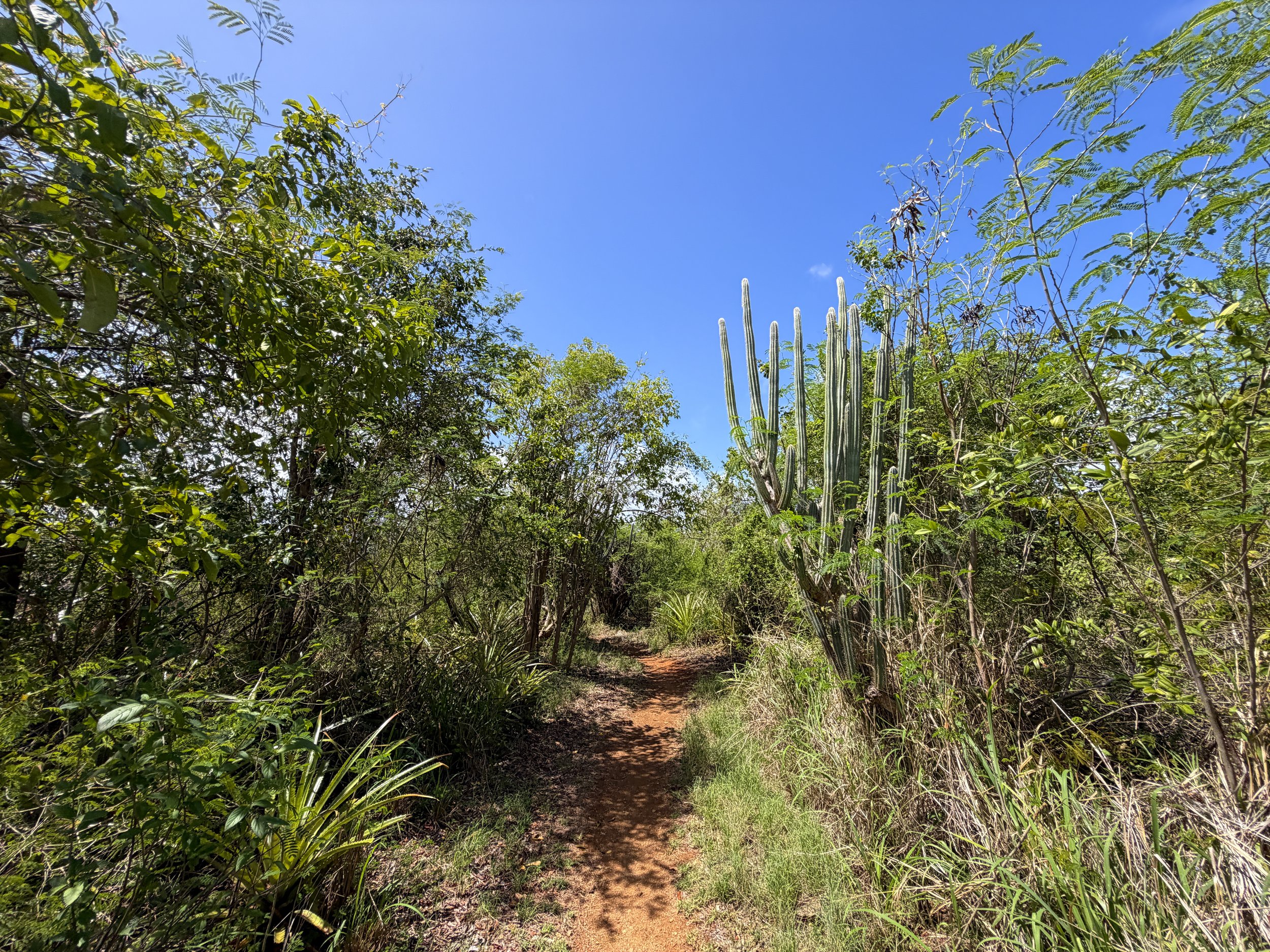 Lind Point Overlook Trail Virgin Islands National Park