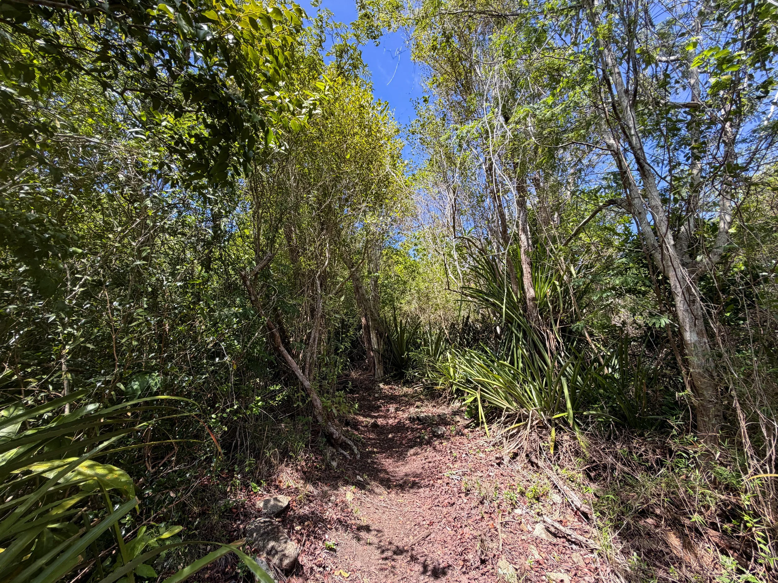 Caneel Hill Hike to Margaret Hill Virgin Islands National Park