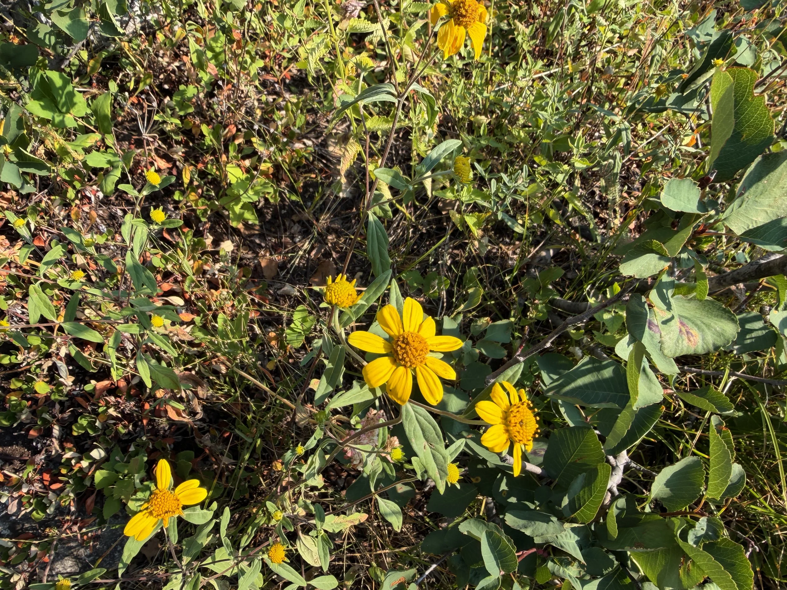Showy Goldeneye Heliomeris multiflora