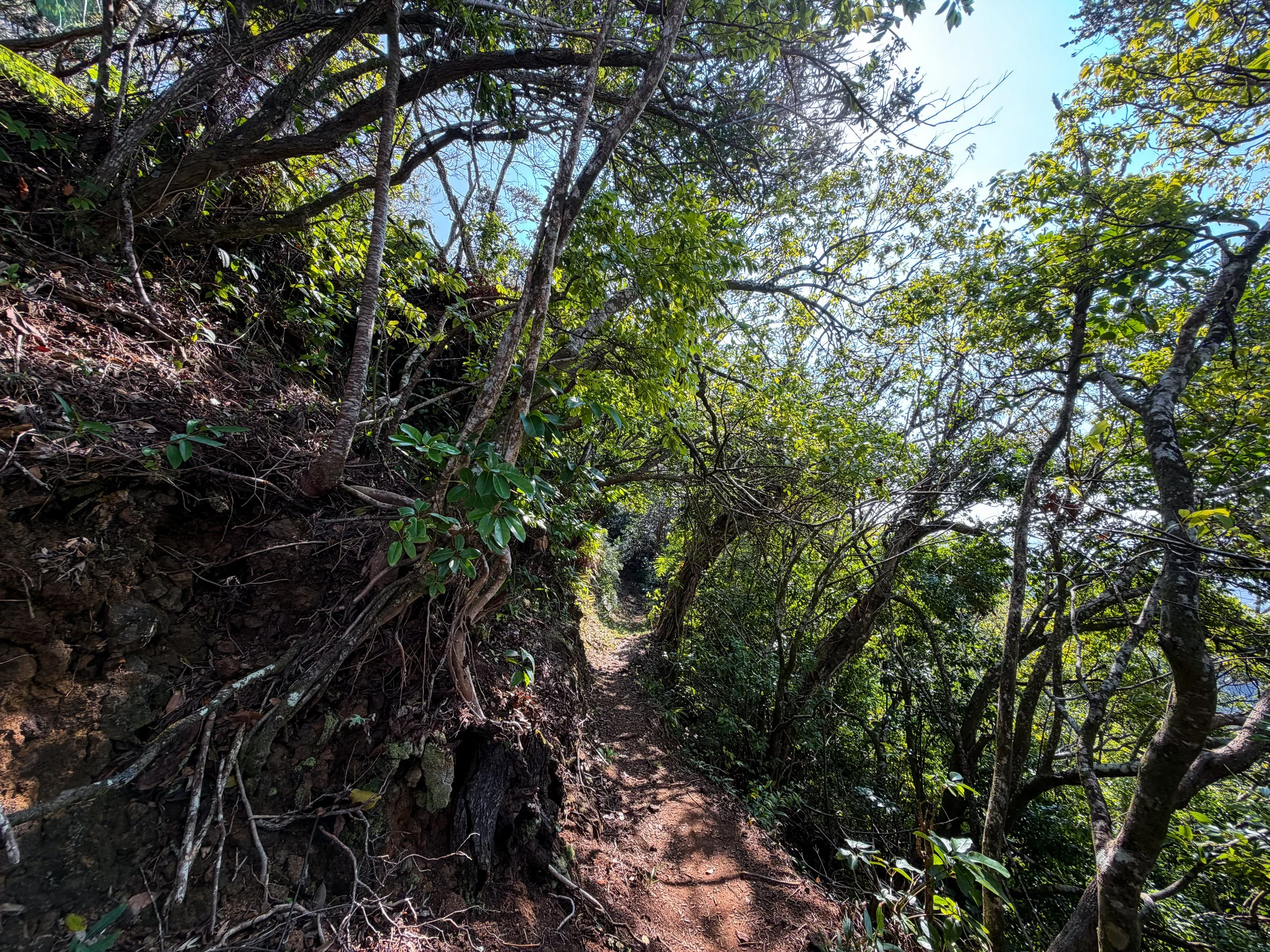 Nuuanu Trail Oahu Hawaii
