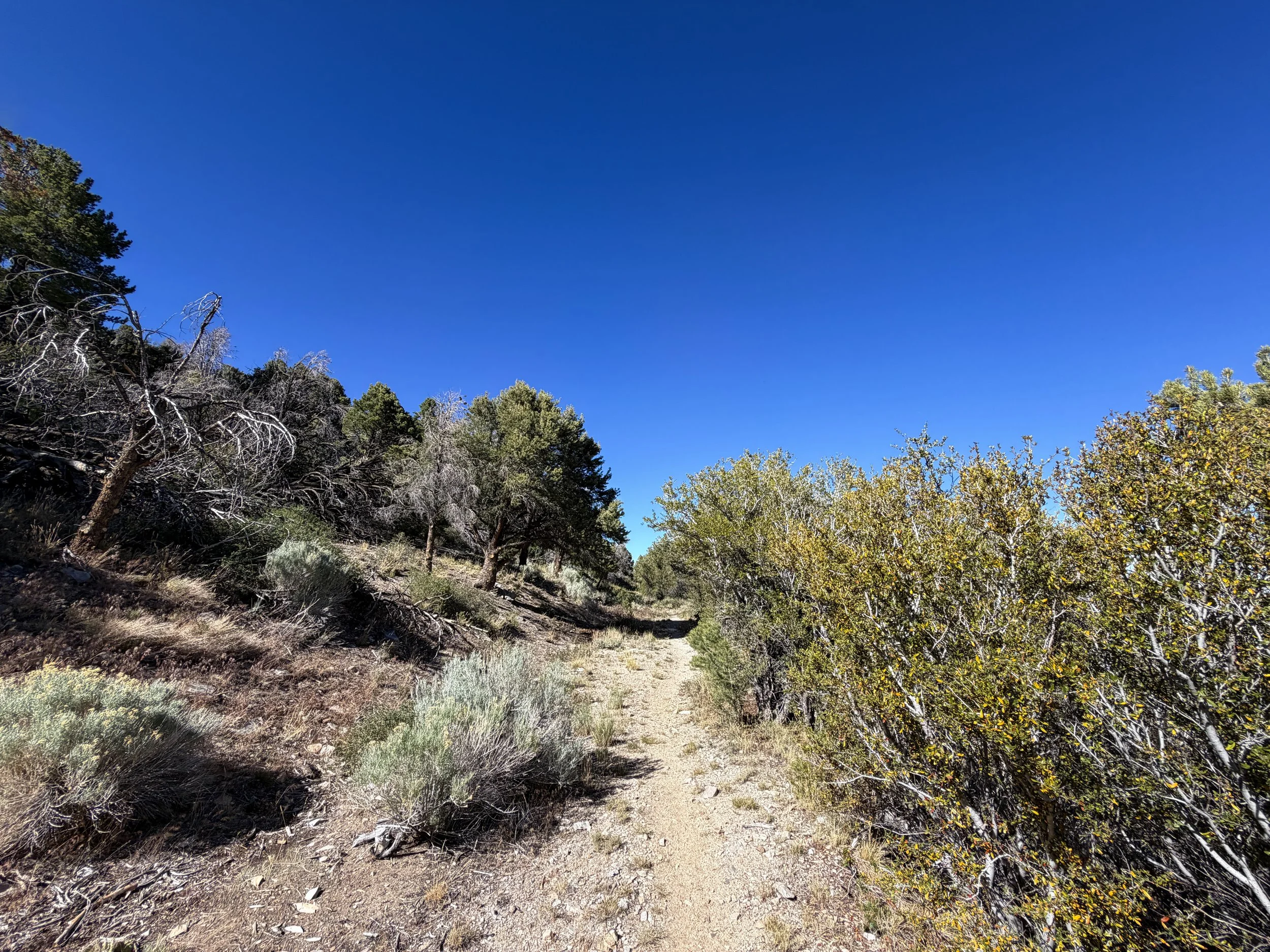Osceola Ditch Trail Great Basin National Park Nevada