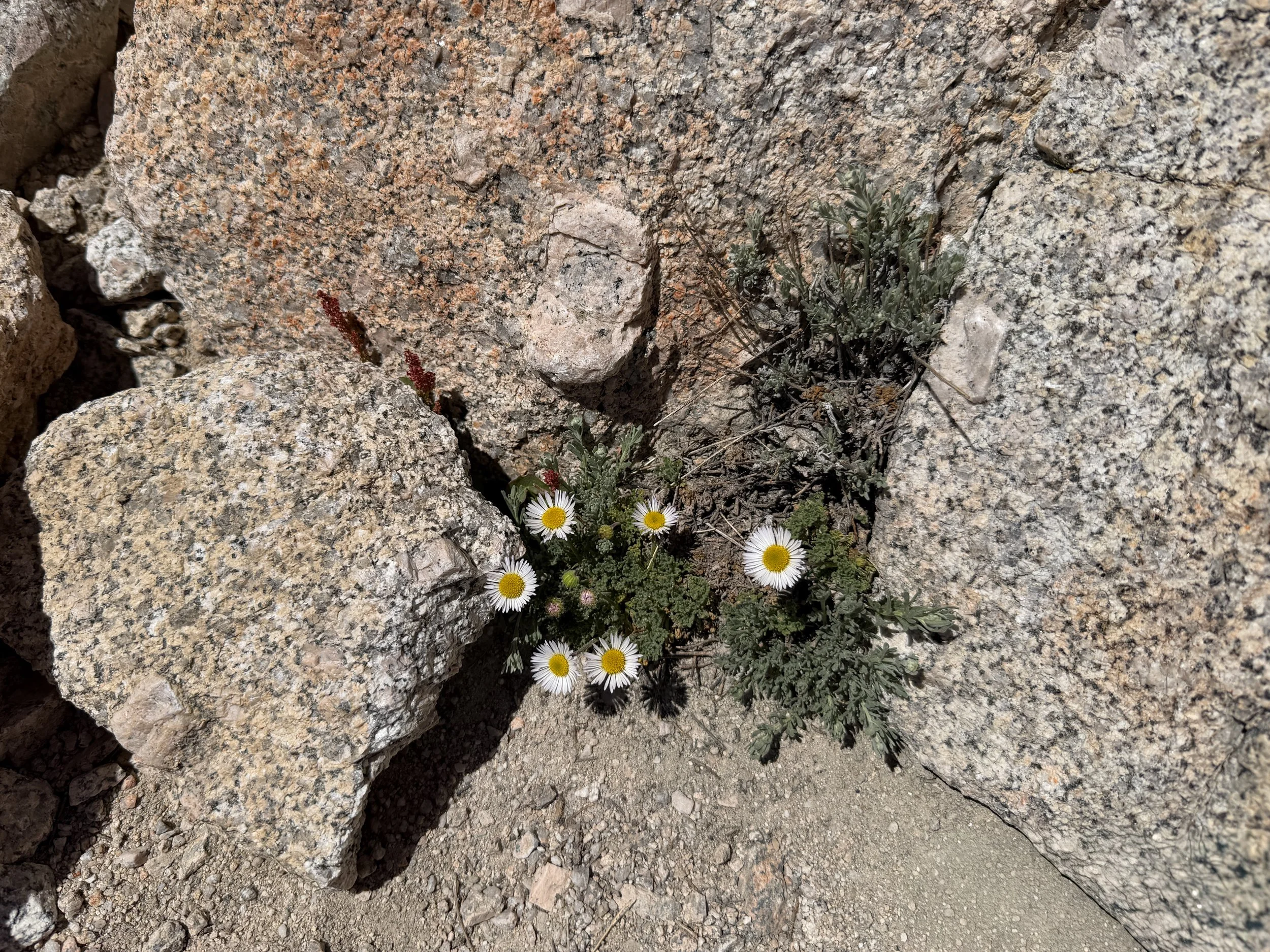 Cutleaf Daisy Erigeron compositus