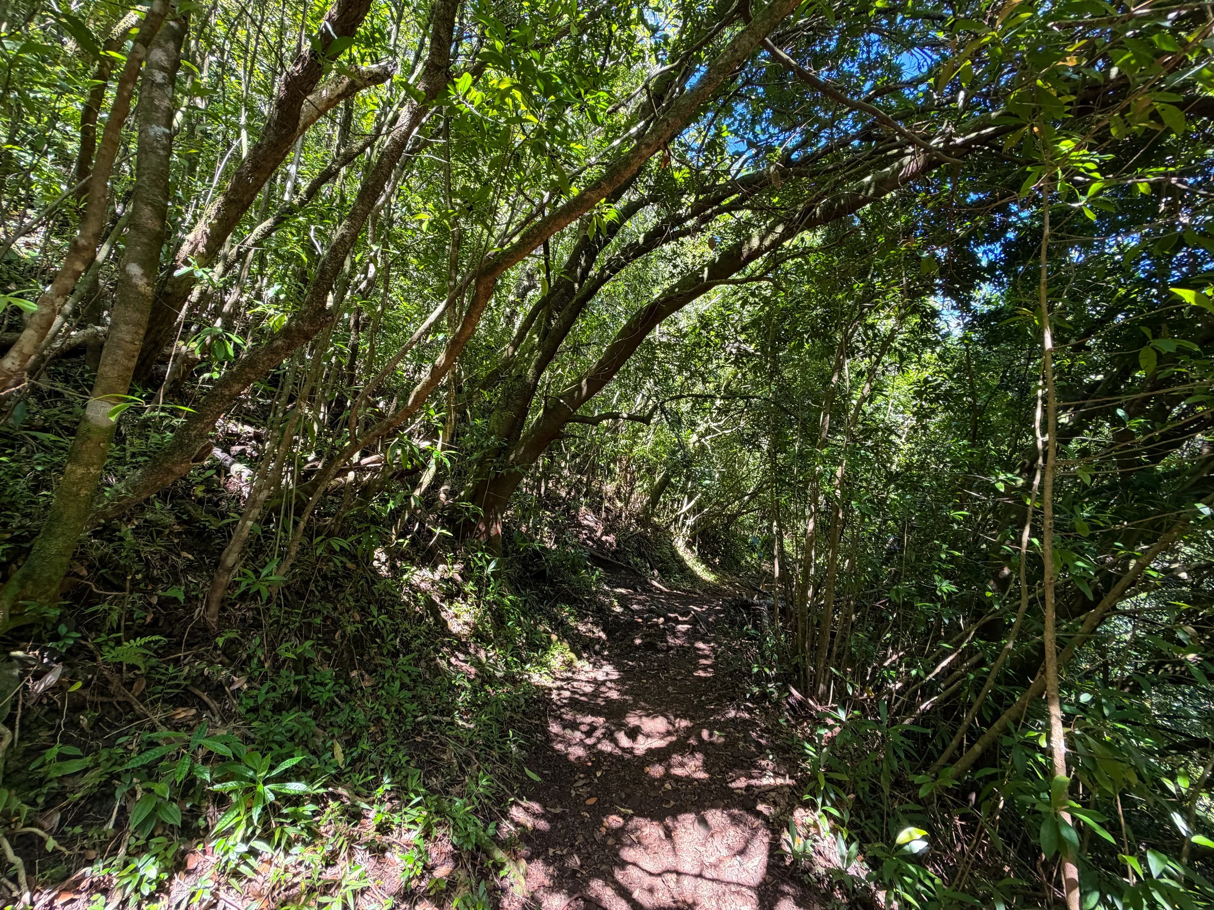 Aihualama Hike Oahu Hawaii