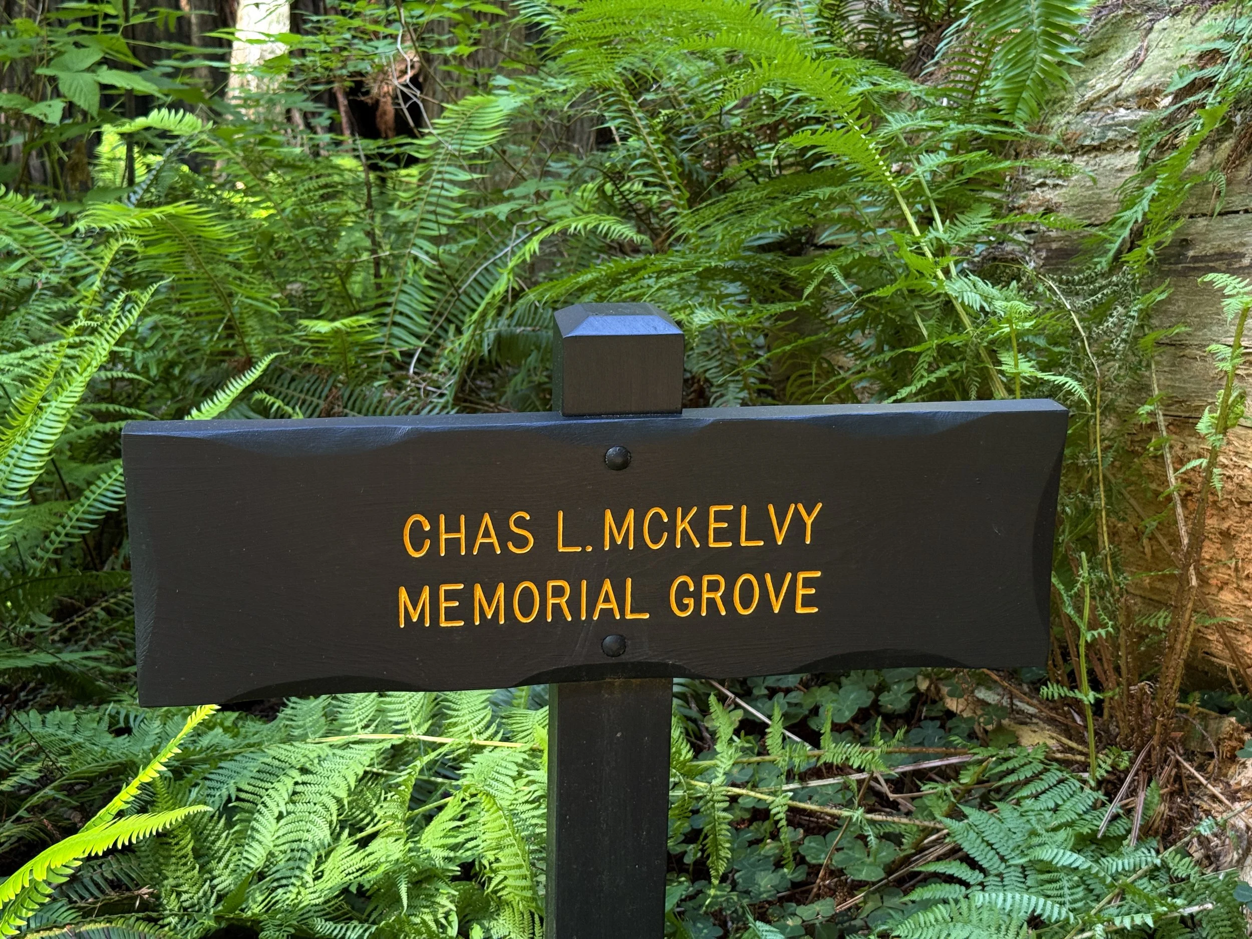 Chas L. McKelvy Memorial Grove Ah-Pah Interpretive Trail Prairie Creek Redwoods State Park California