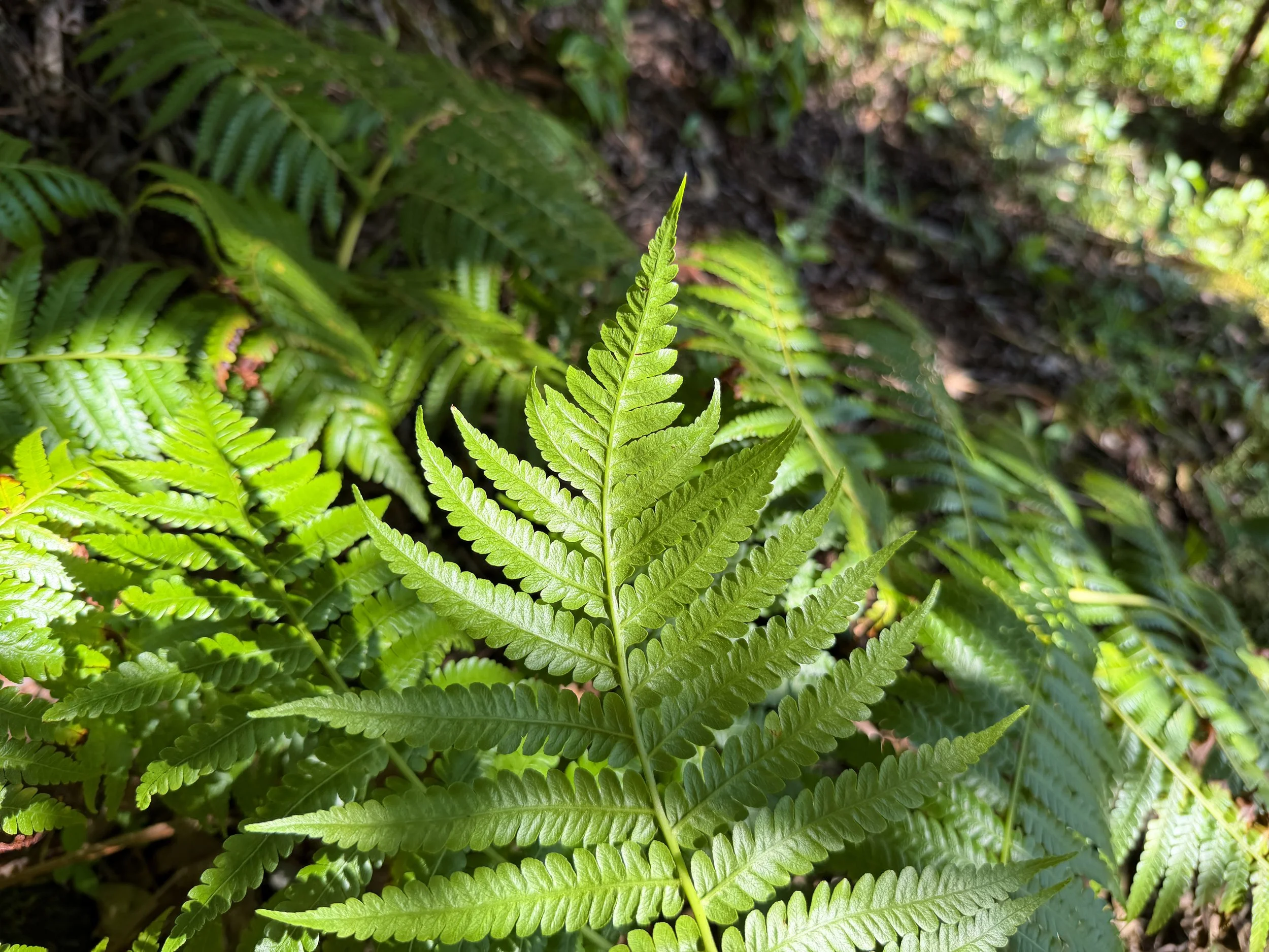 Hapuu Tree Fern Cibotium chamissoi