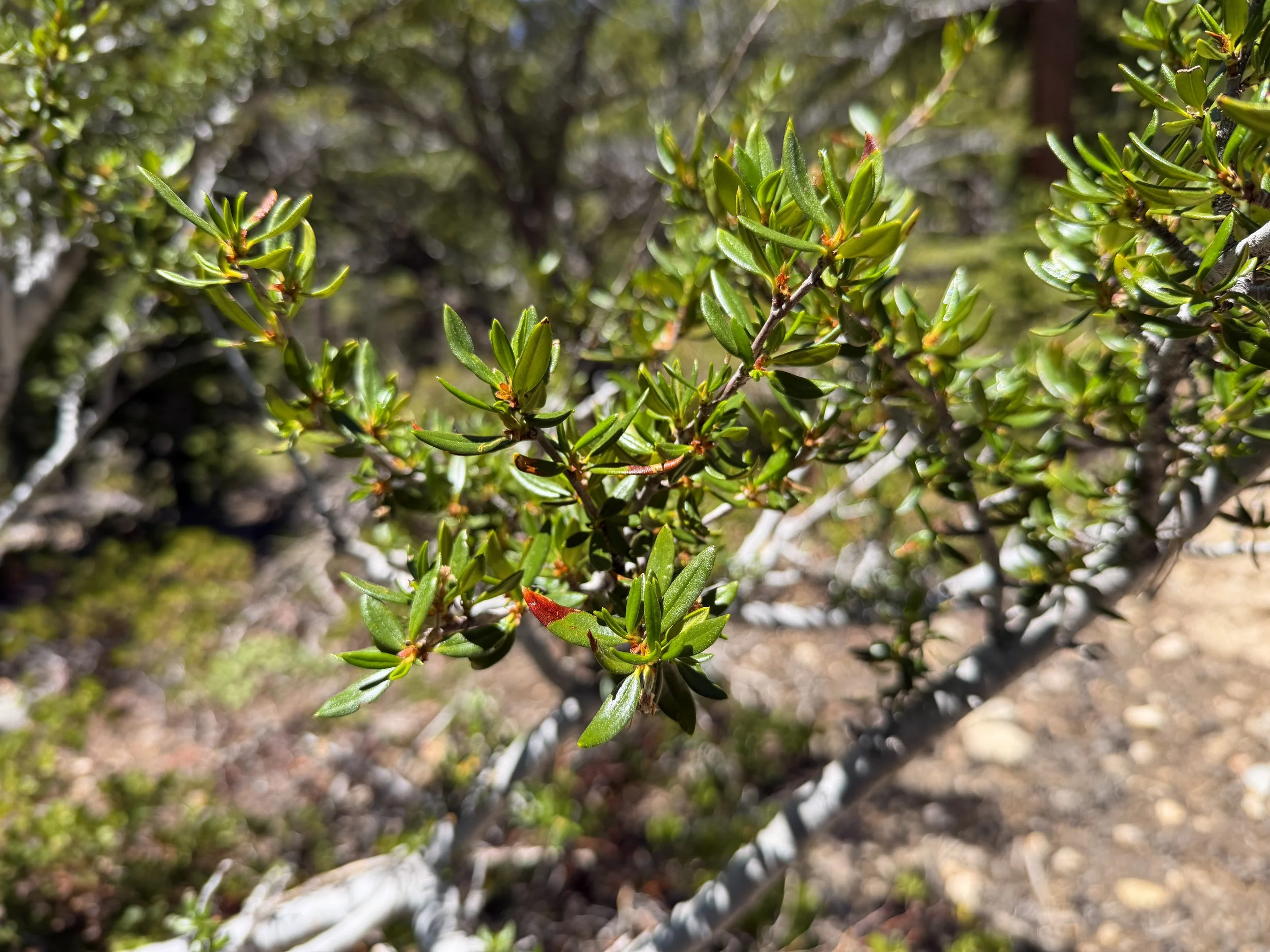 Curlleaf Mountain Mahogany Cercocarpus ledifolius