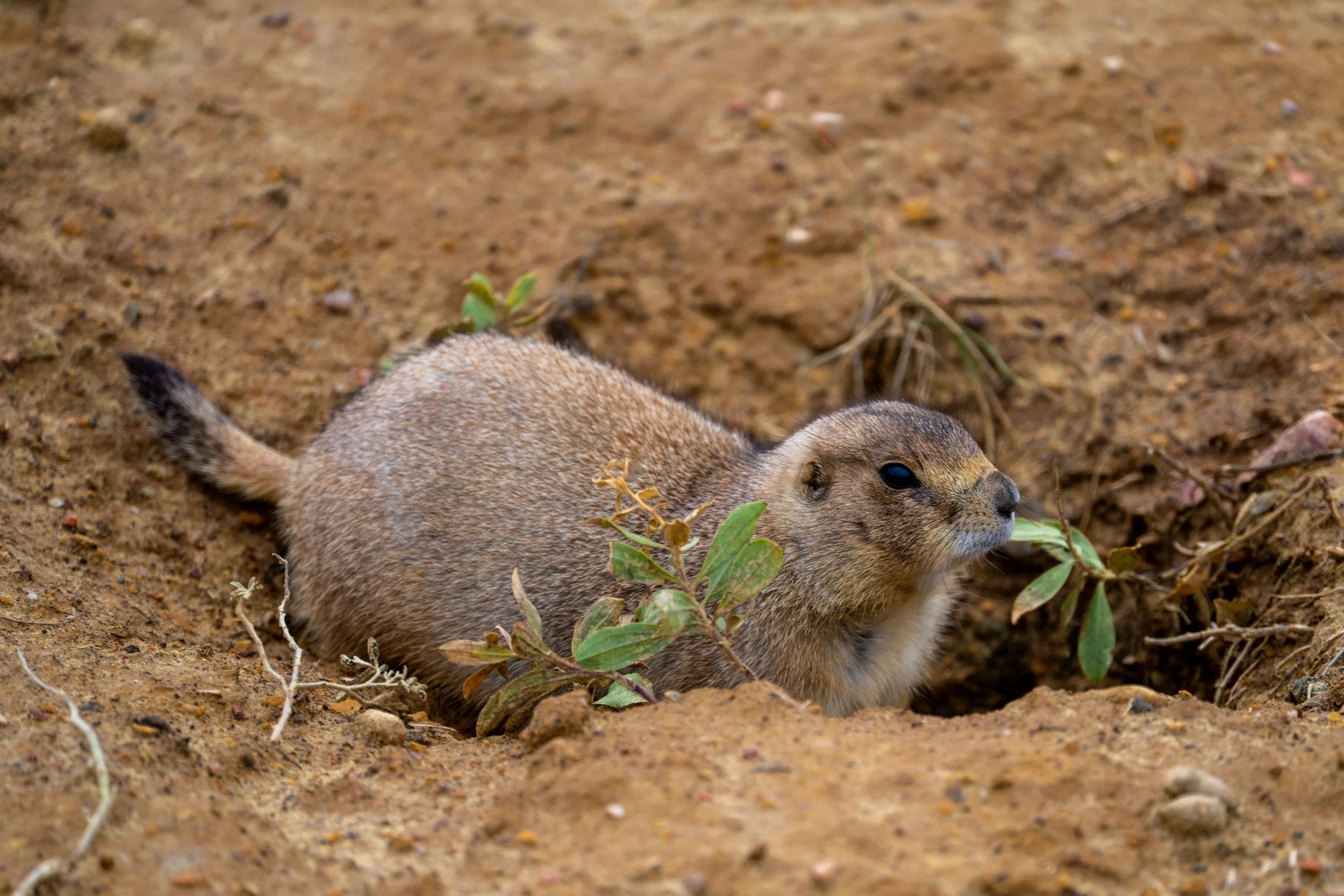 Prairie Dog Highland Creek Trail Wind Cave National Park South Dakota