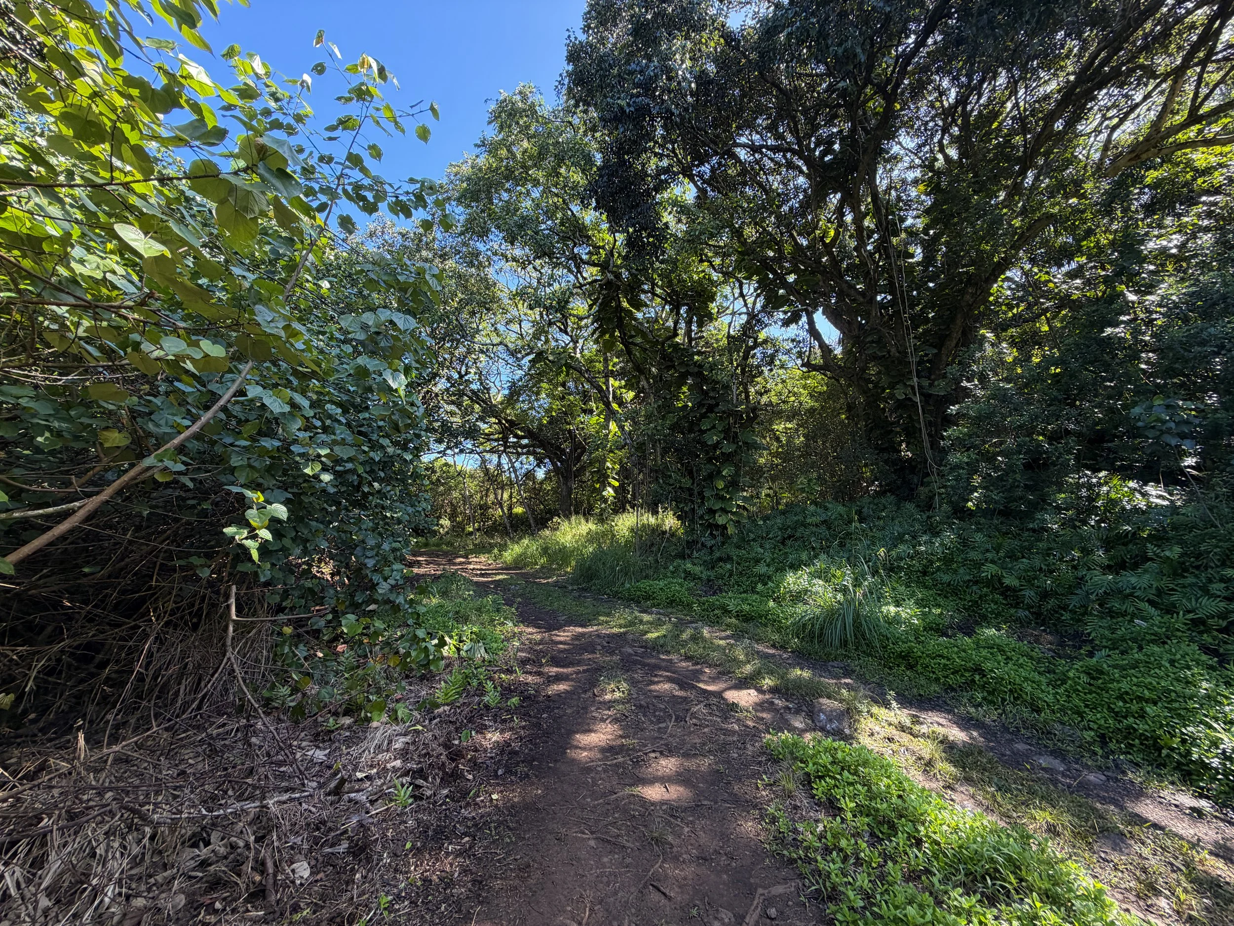 Tripler Ridge Trail via Kamananui Valley Road Oahu Hawaii