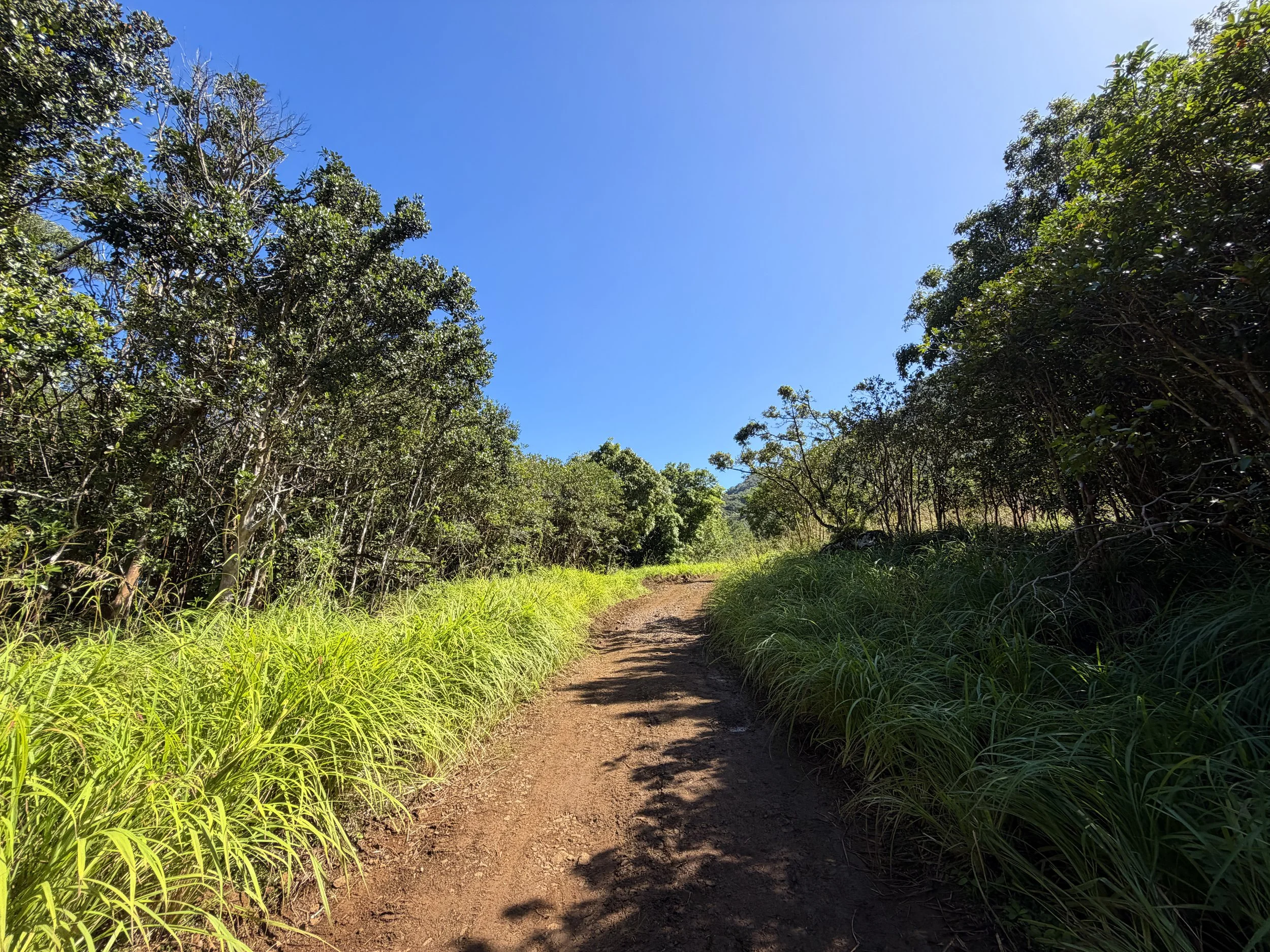 Tripler Ridge Trail via Kamananui Valley Road Oahu Hawaii