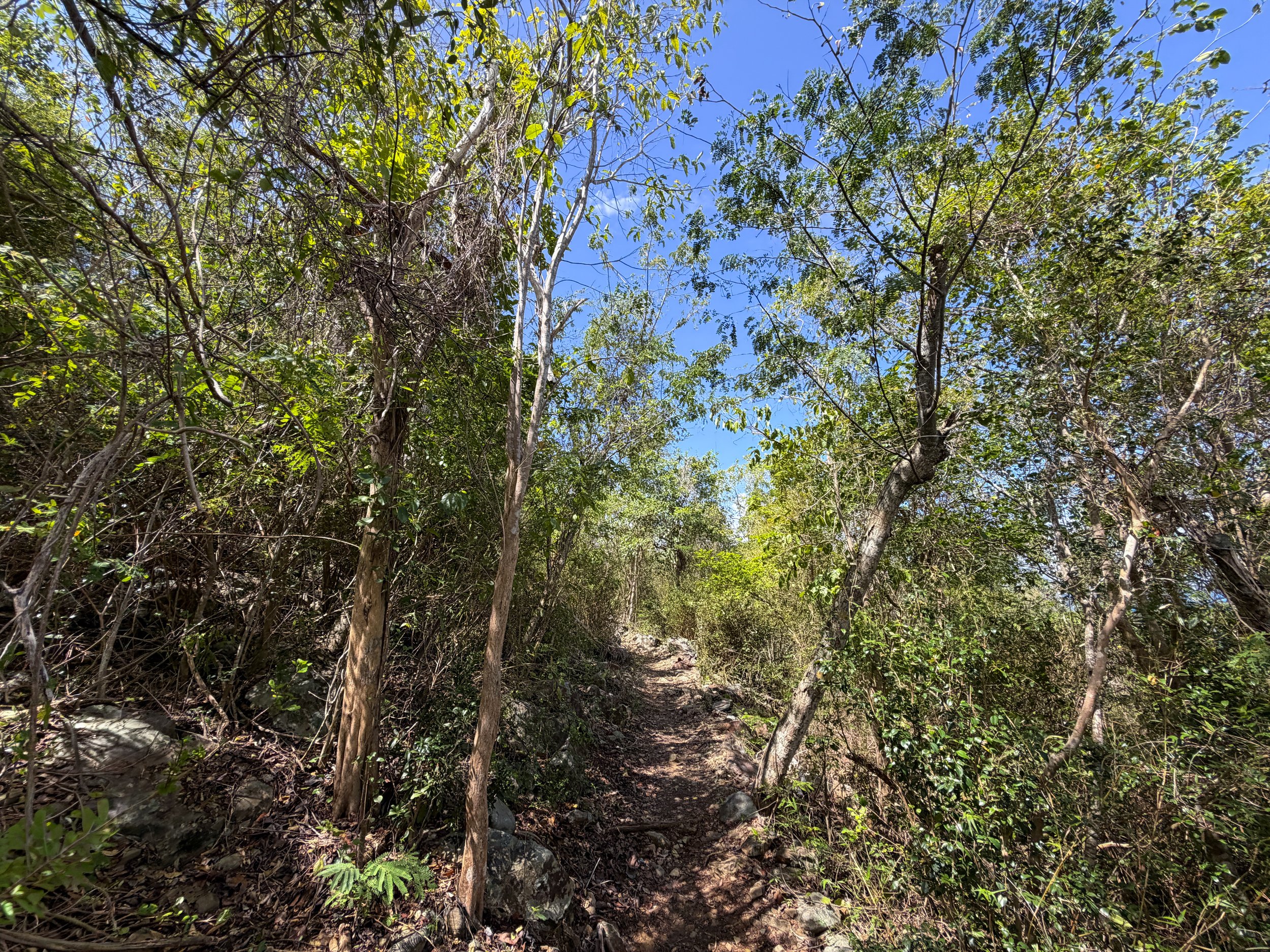 Upper Lind Point Hike Virgin Islands National Park