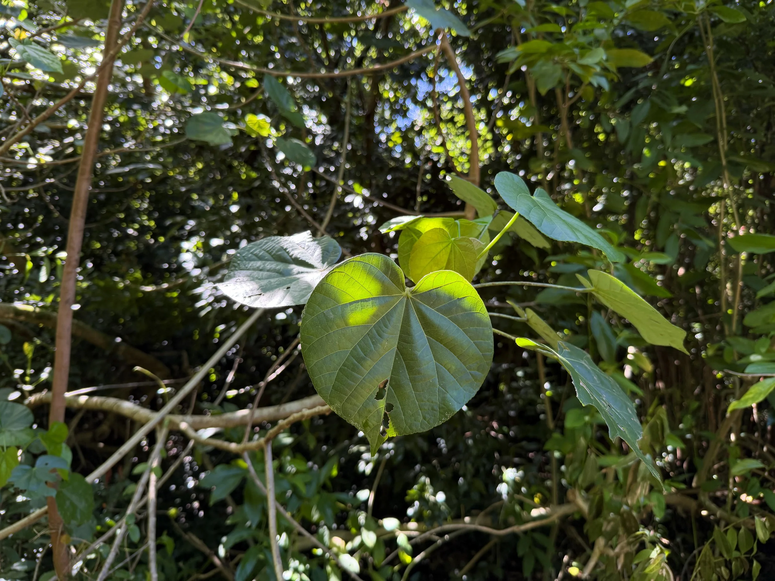 Hau Hibiscus tiliaceus