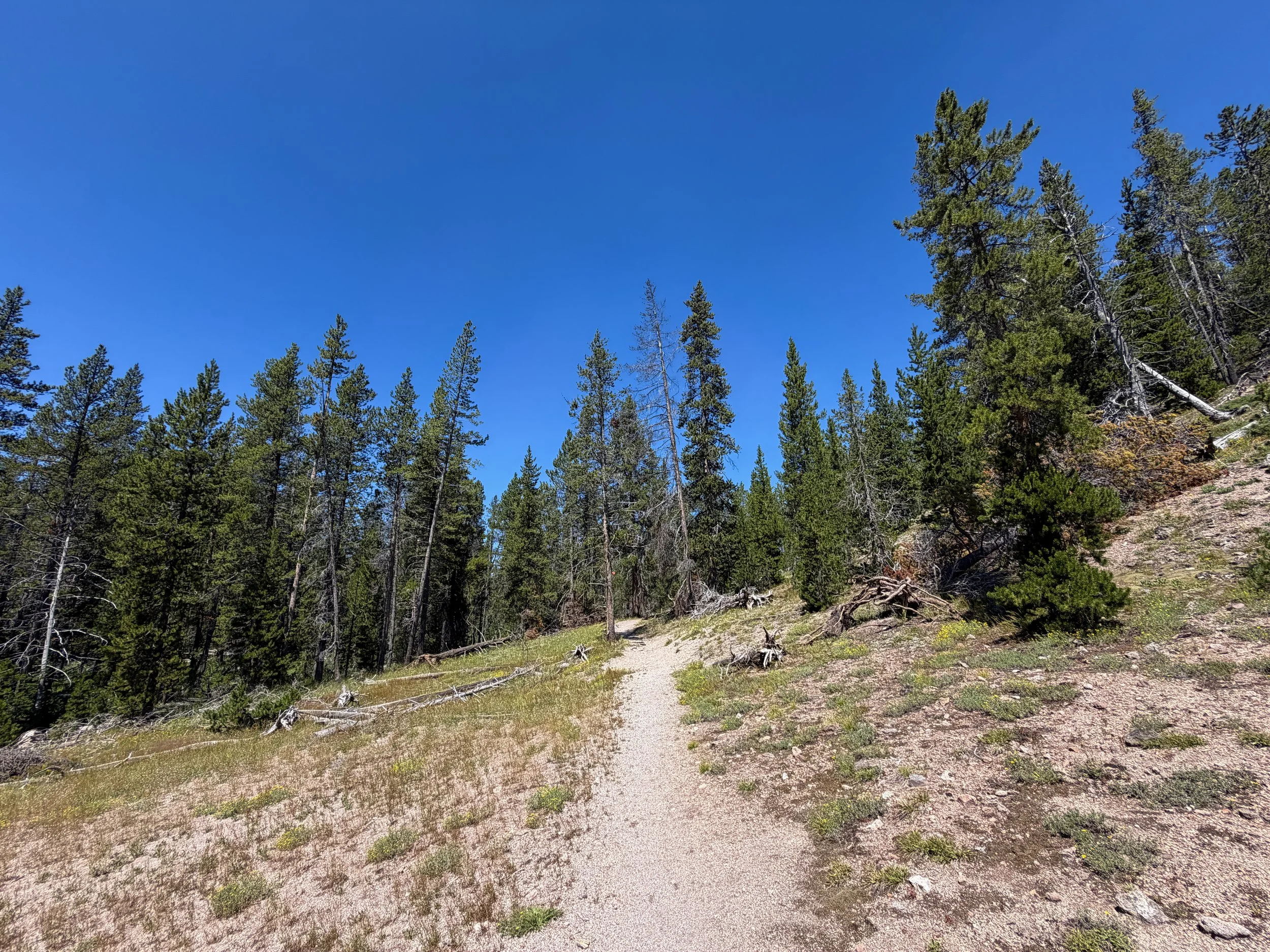 Lone Star Geyser Trail Yellowstone National Park Wyoming