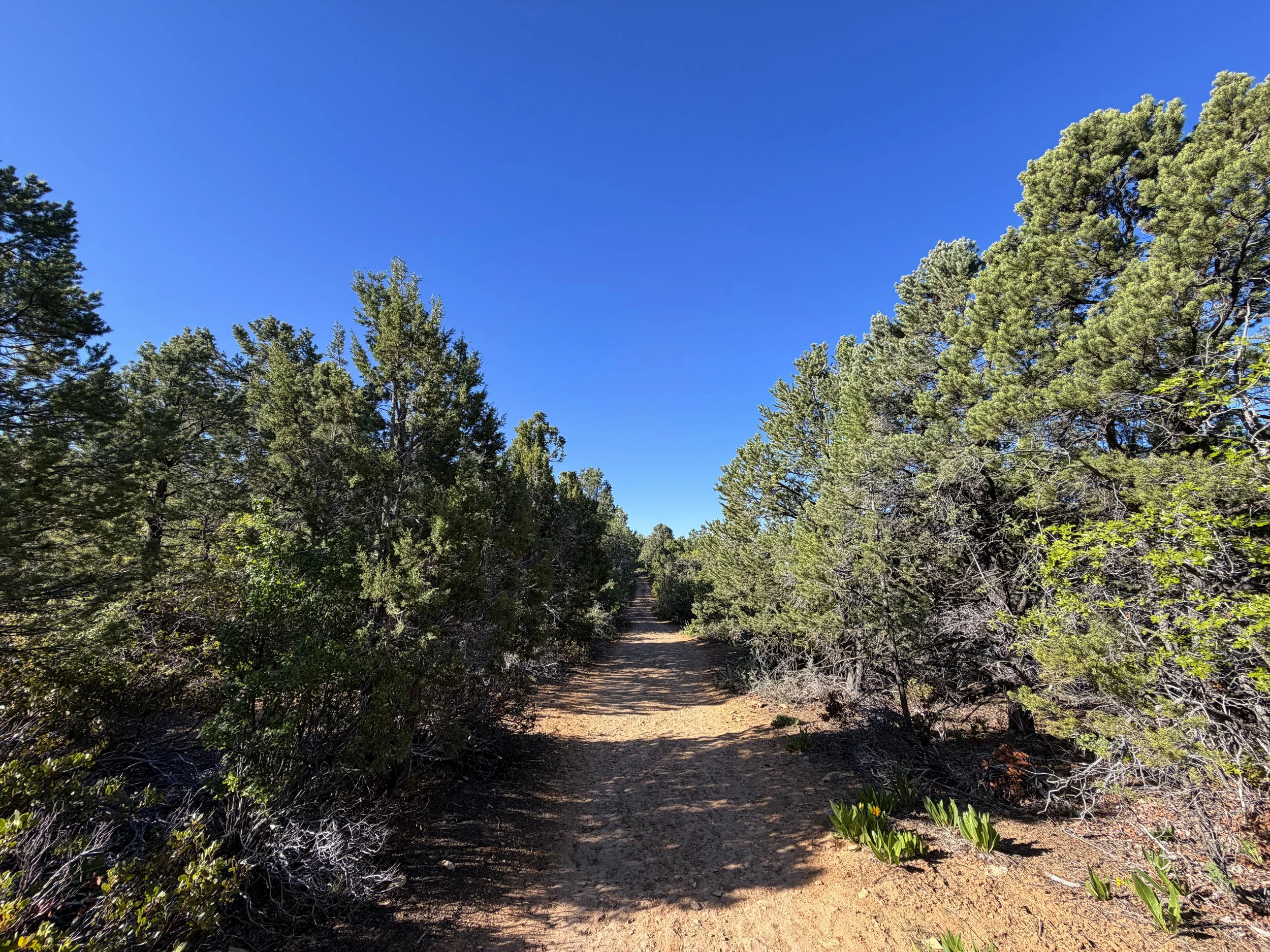 East Mesa Trail to Observation Point Zion National Park Utah