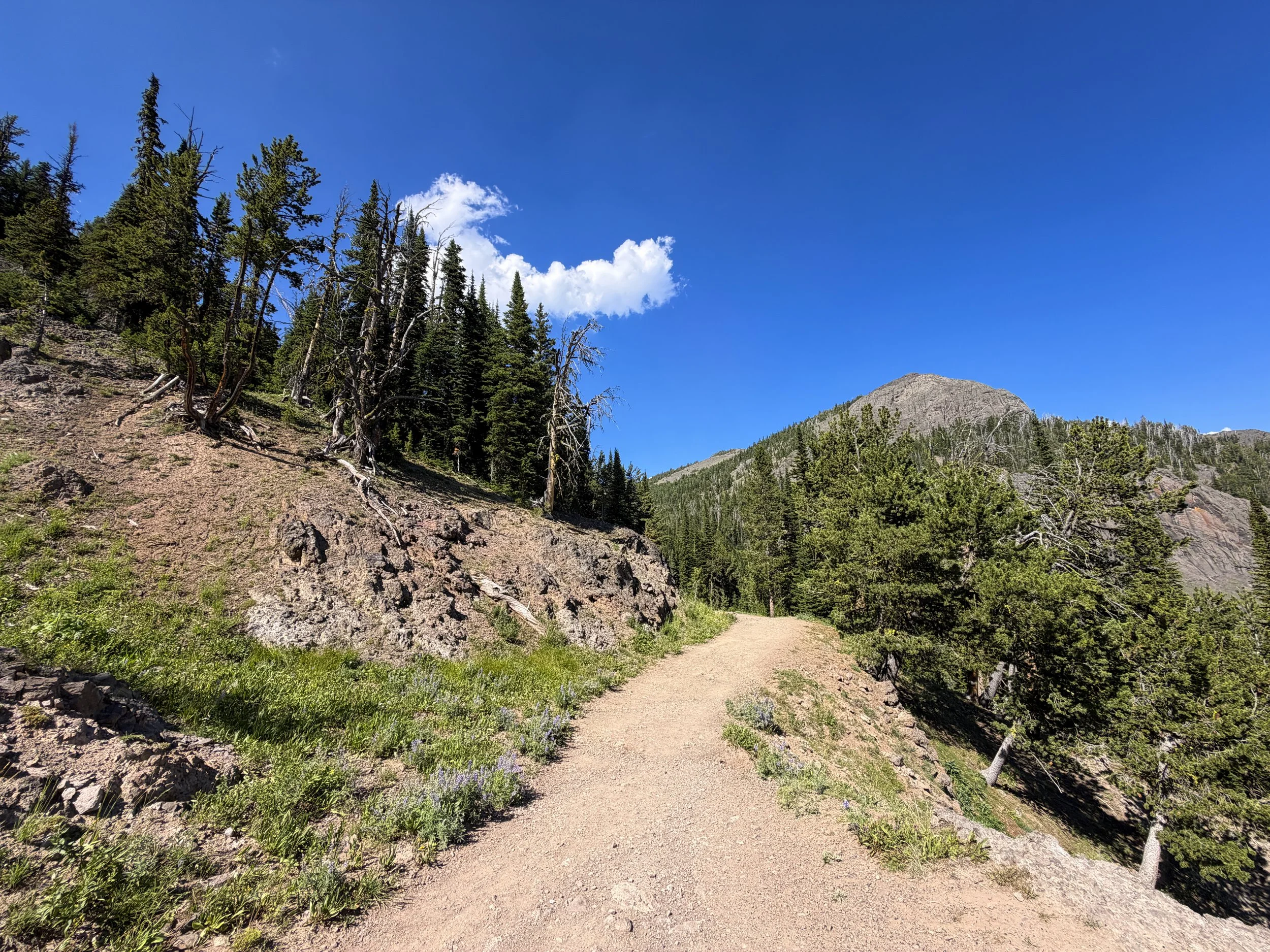 Mount Washburn Trail via Dunraven Pass Yellowstone National Park Wyoming