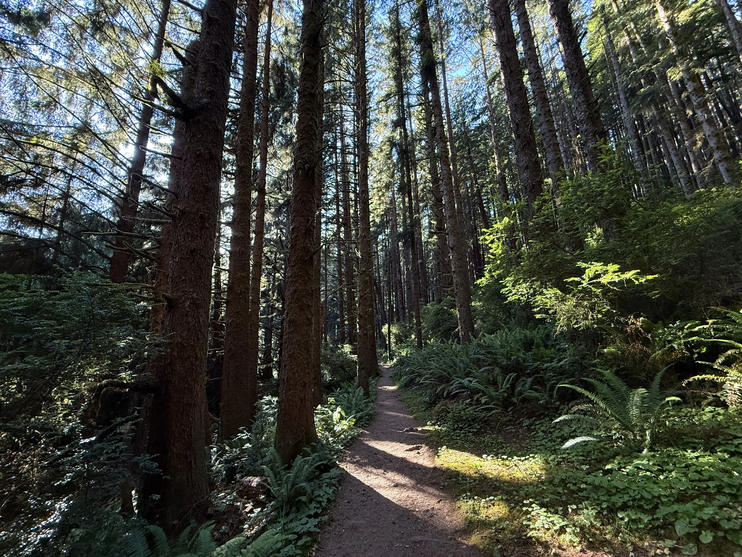 Fern Canyon Loop Trail Prairie Creek Redwoods State Park California