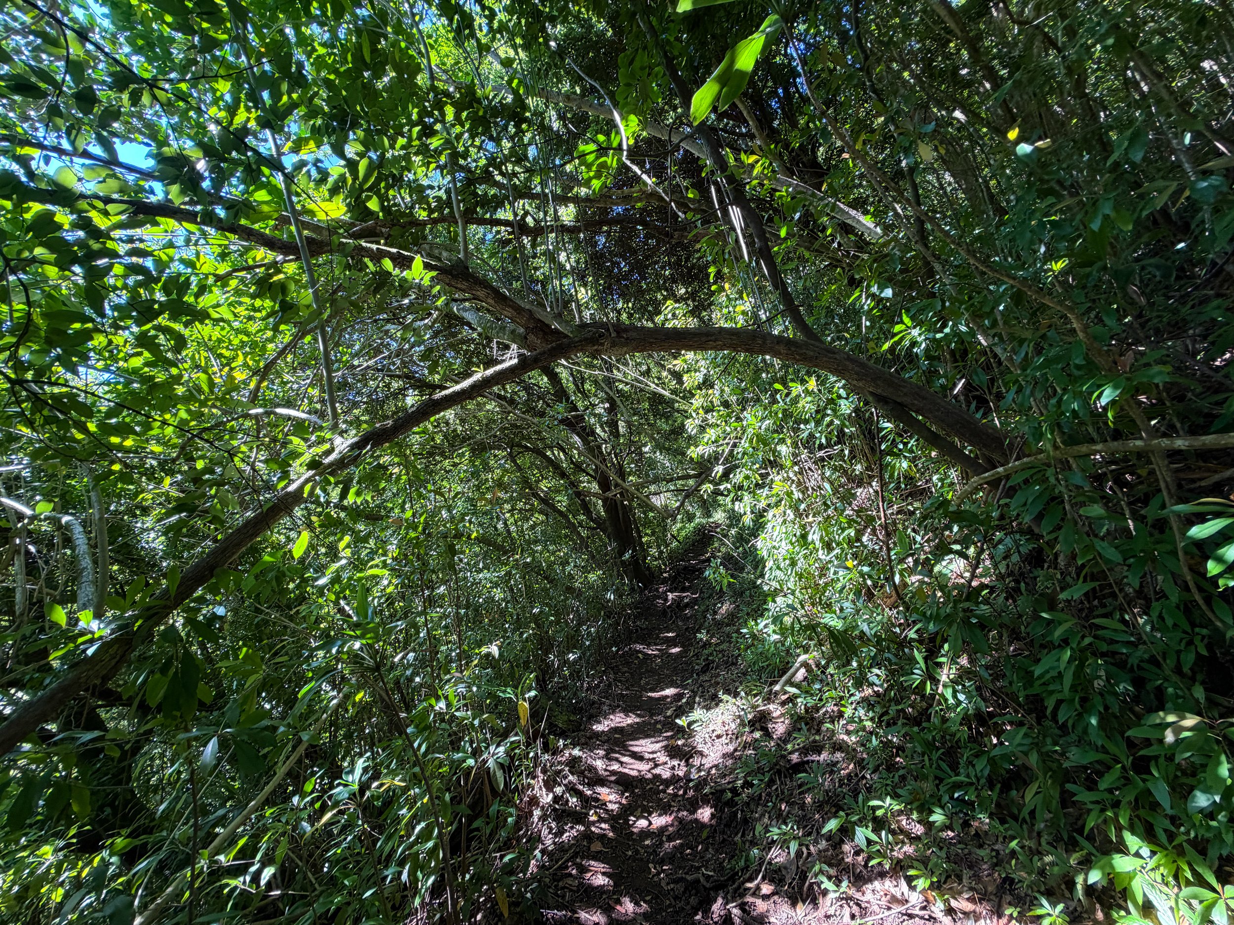Aihualama Hike Oahu Hawaii