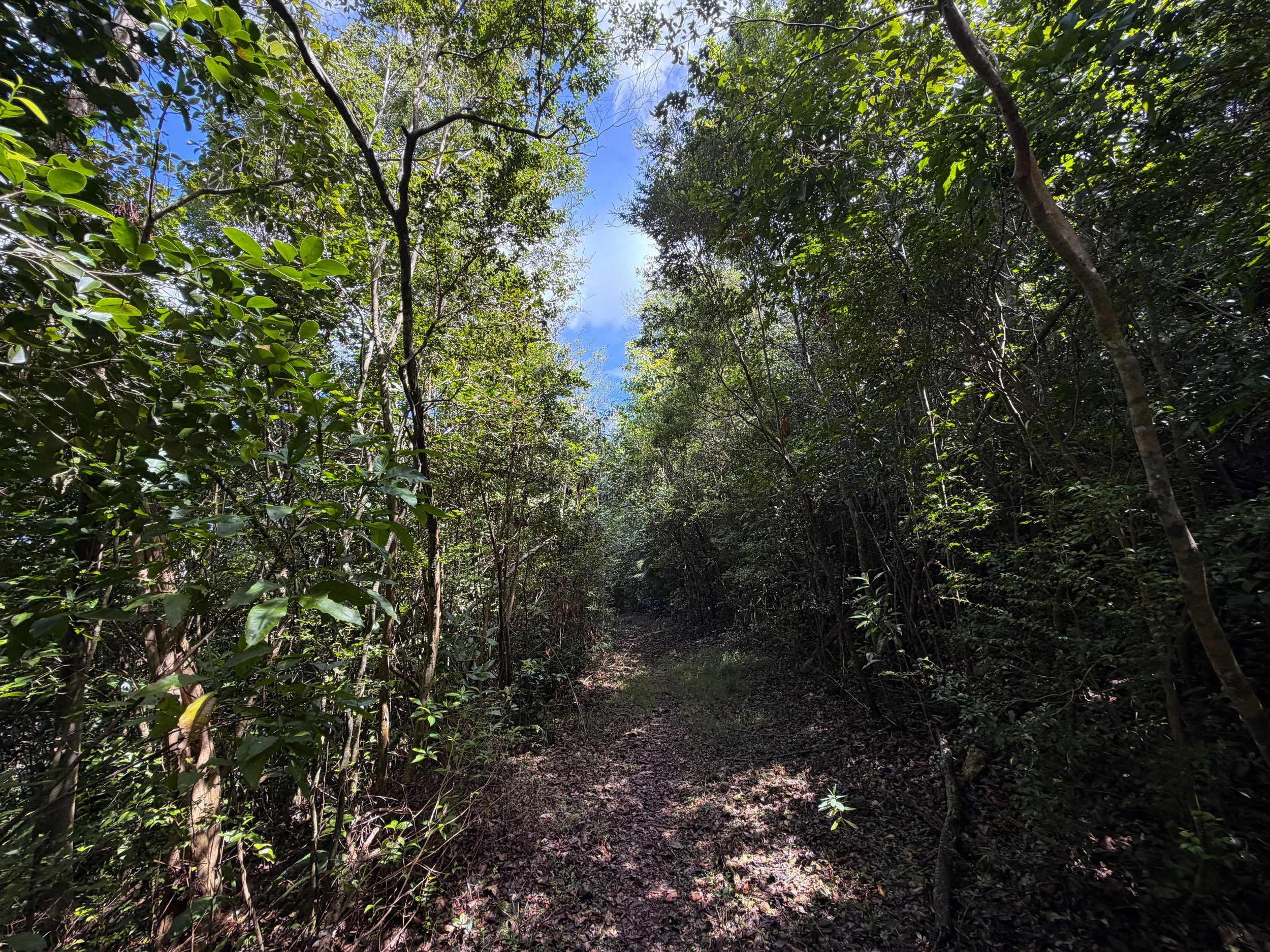 Water Catchment Trail Virgin Islands National Park