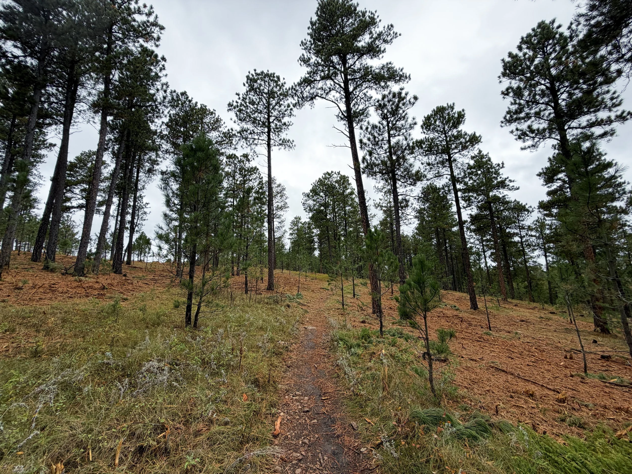 Buzzards Roost Trail Black Hills Rapid City South Dakota