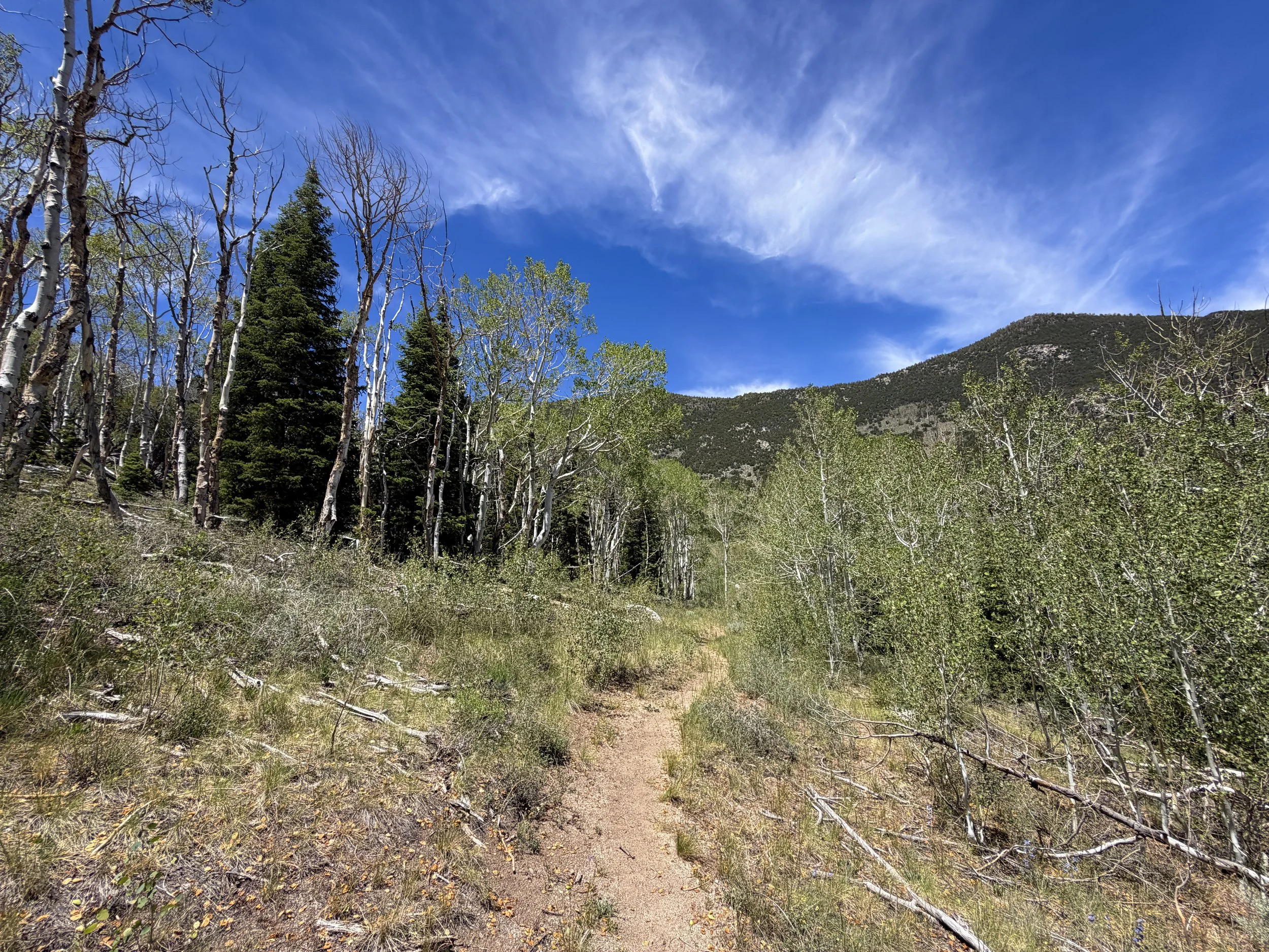 Serviceberry Loop Hike Great Basin National Park Nevada