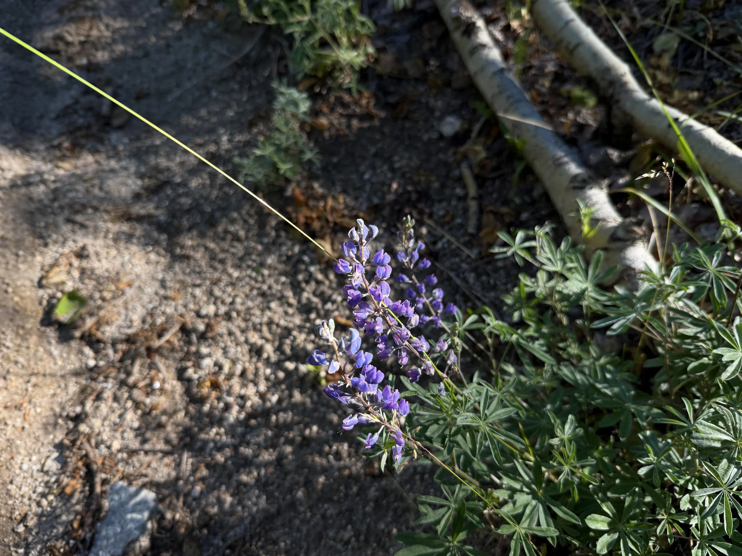 Nevada Lupine Lupinus nevadensis