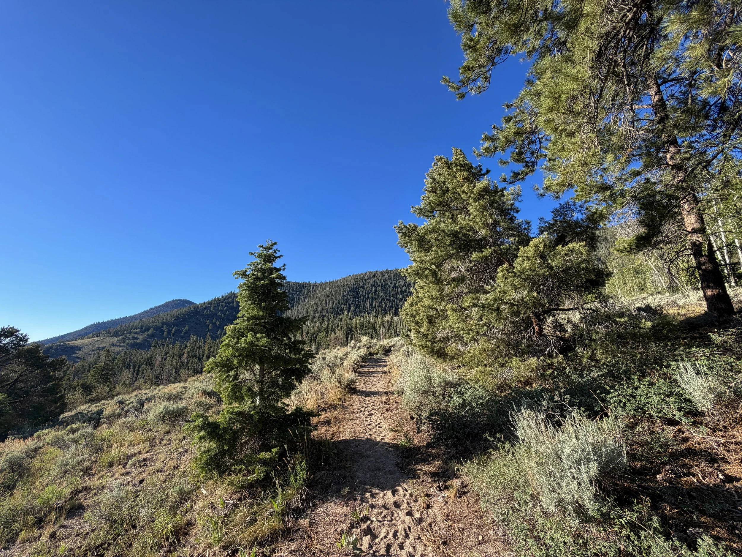 Snake Divide Trail Great Basin National Park Nevada