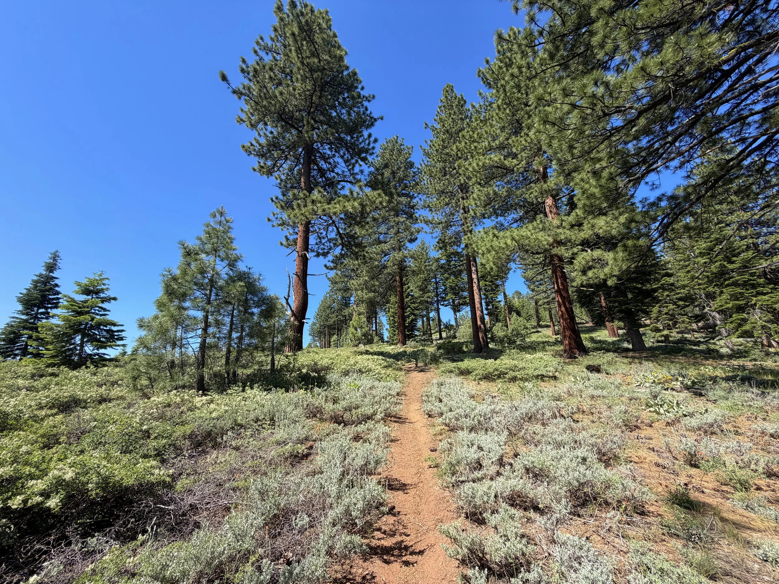 Captain Pomin Trail Lake Tahoe Nevada