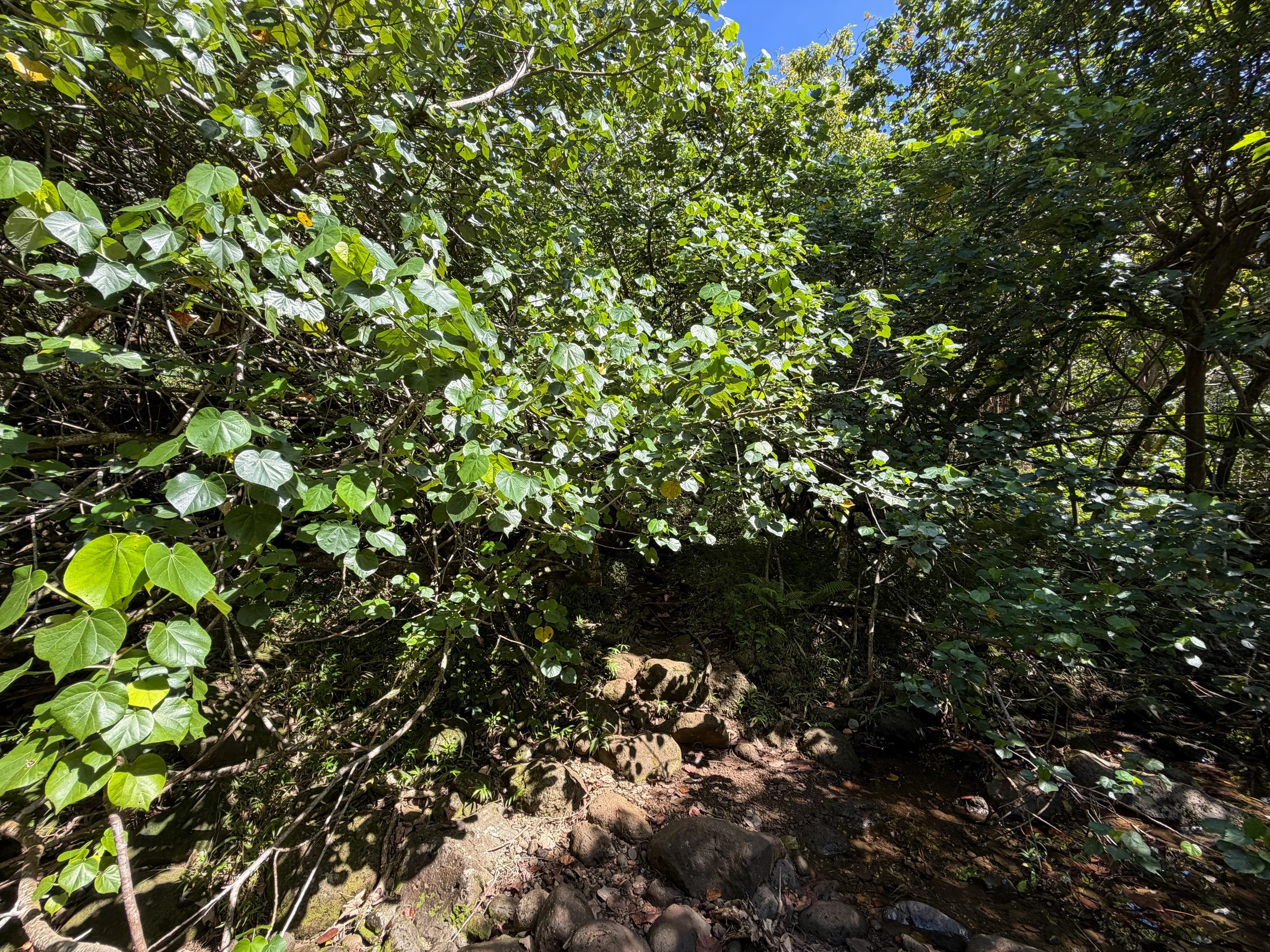 Kulanaahane Hike to Moanalua Saddle Oahu Hawaii