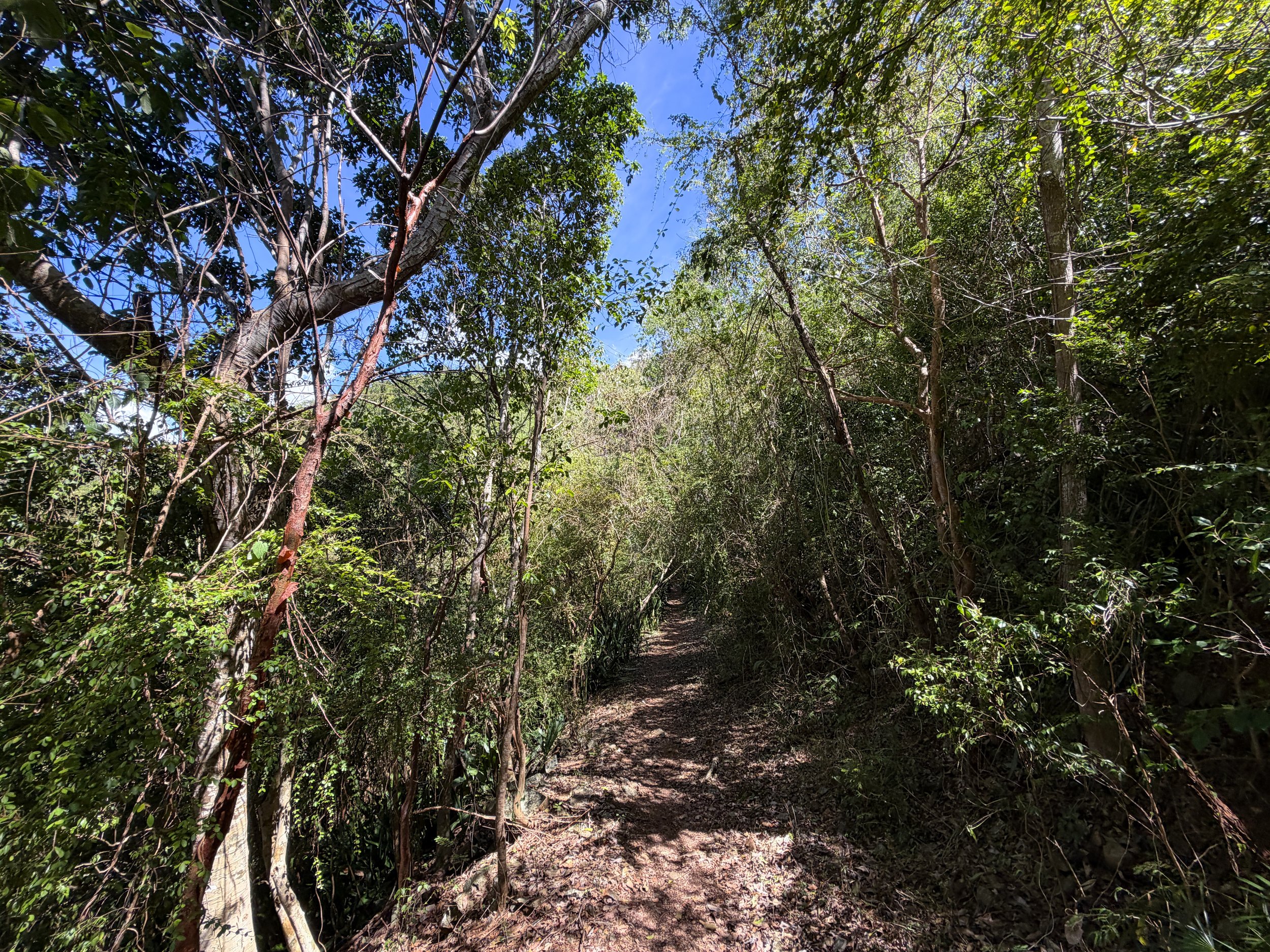 Lameshur Bay Trail to Petroglyph Trail Virgin Islands National Park