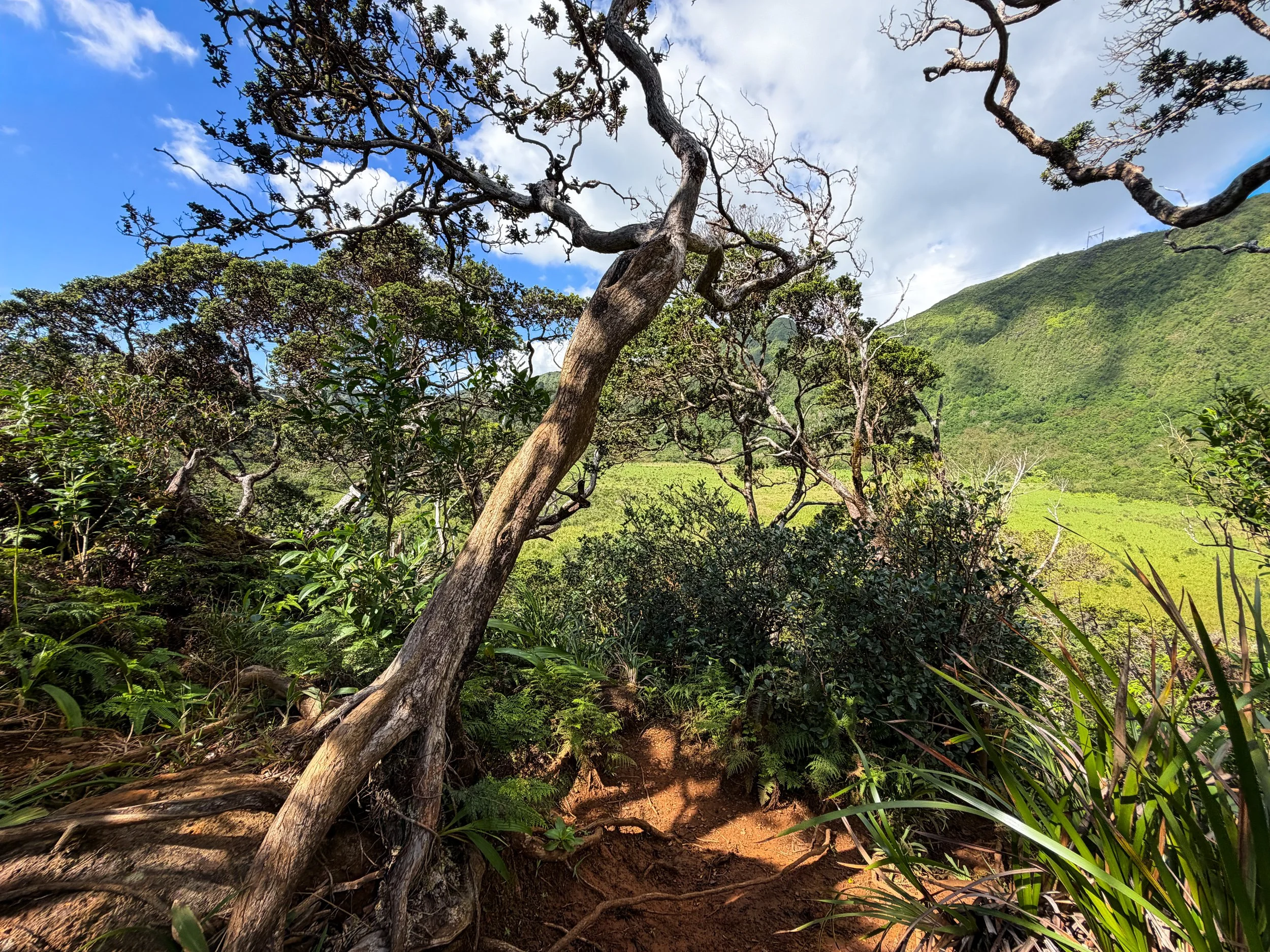 Kaau Crater Loop Trail Oahu Hawaii