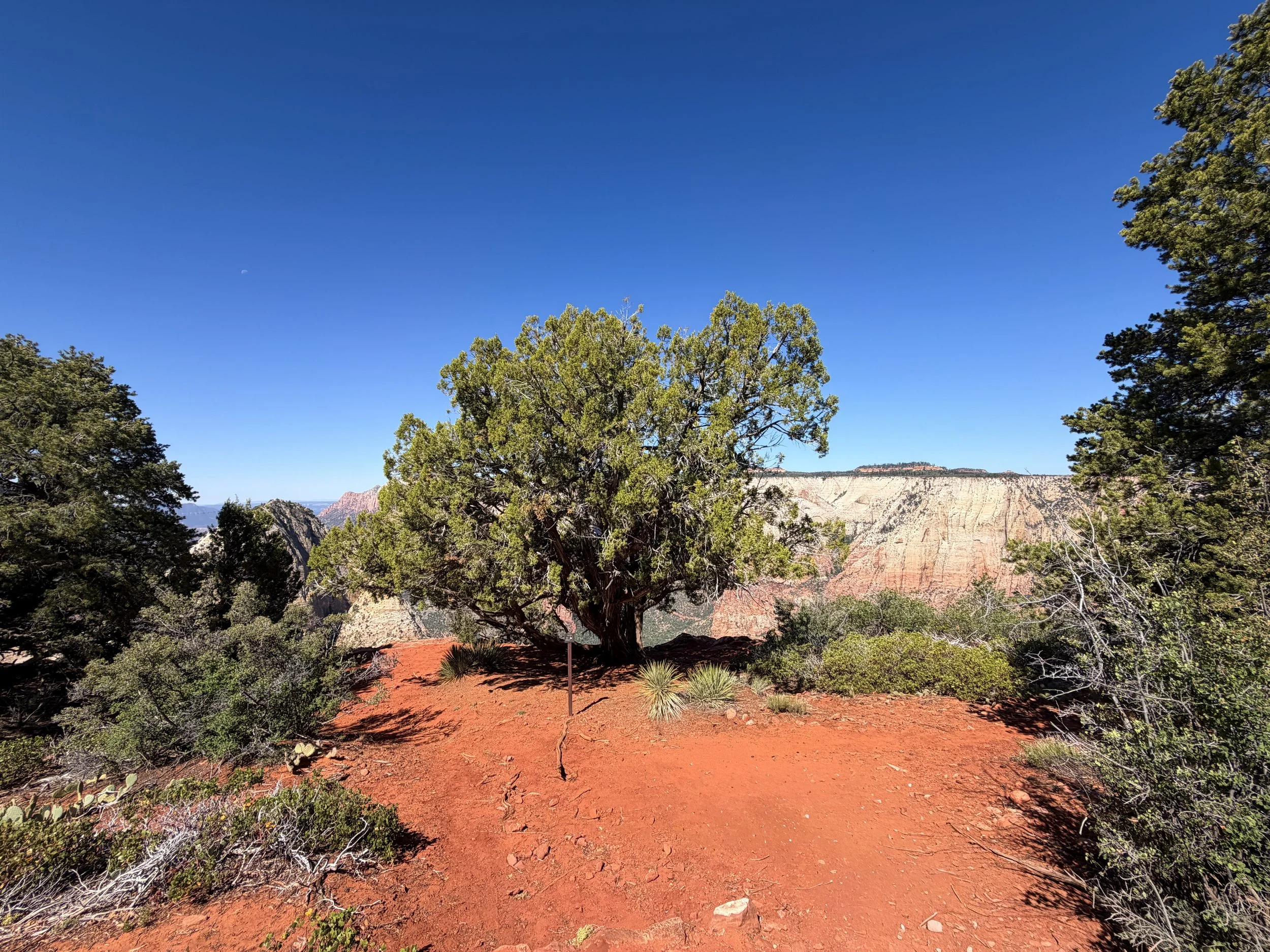 Deertrap Mountain Trail Zion National Park Utah