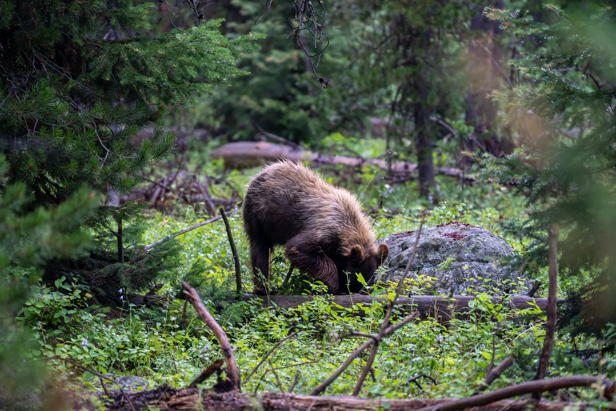 Black Bear Grand Teton National Park