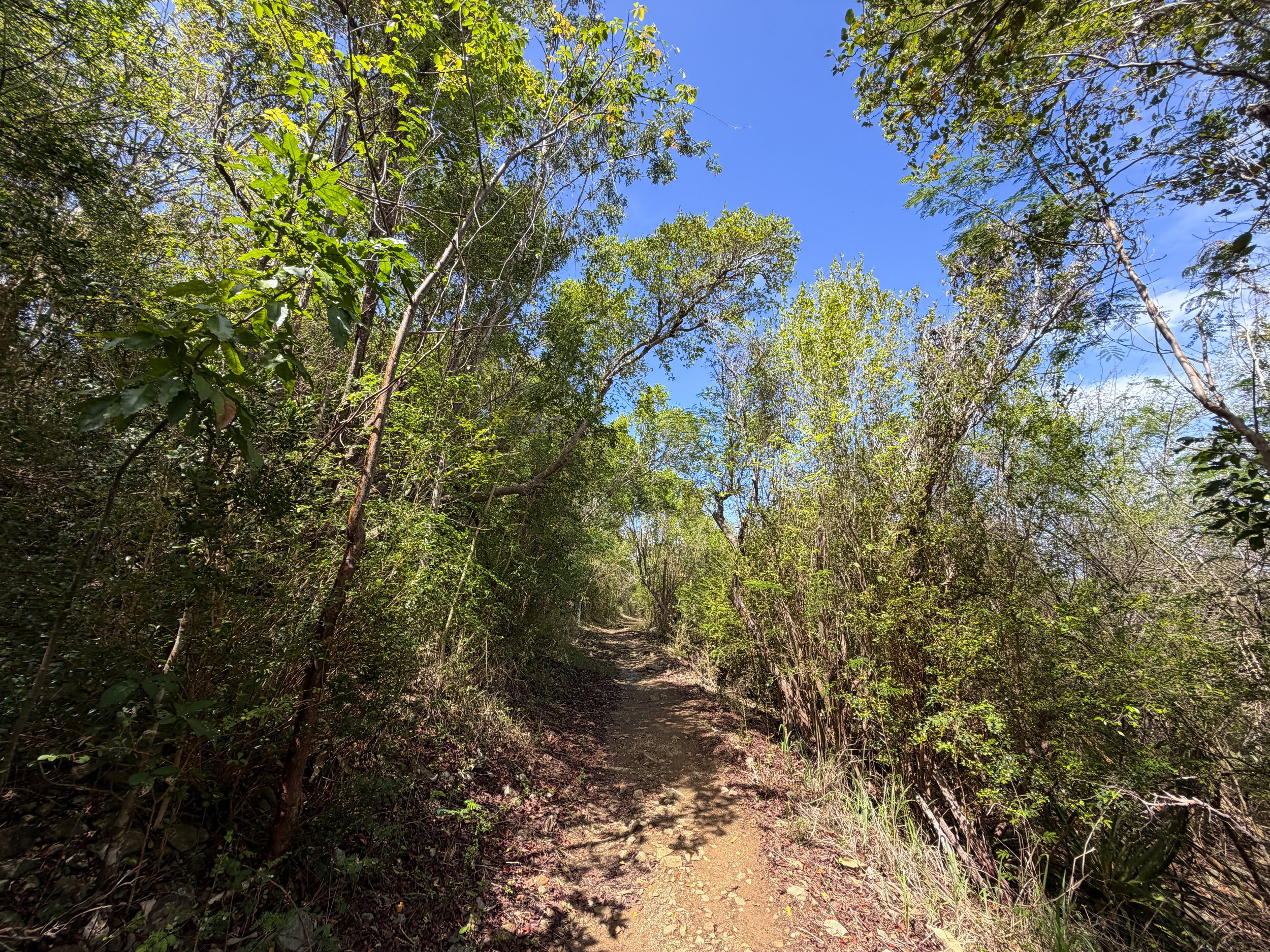 Lind Point Hike Virgin Islands National Park