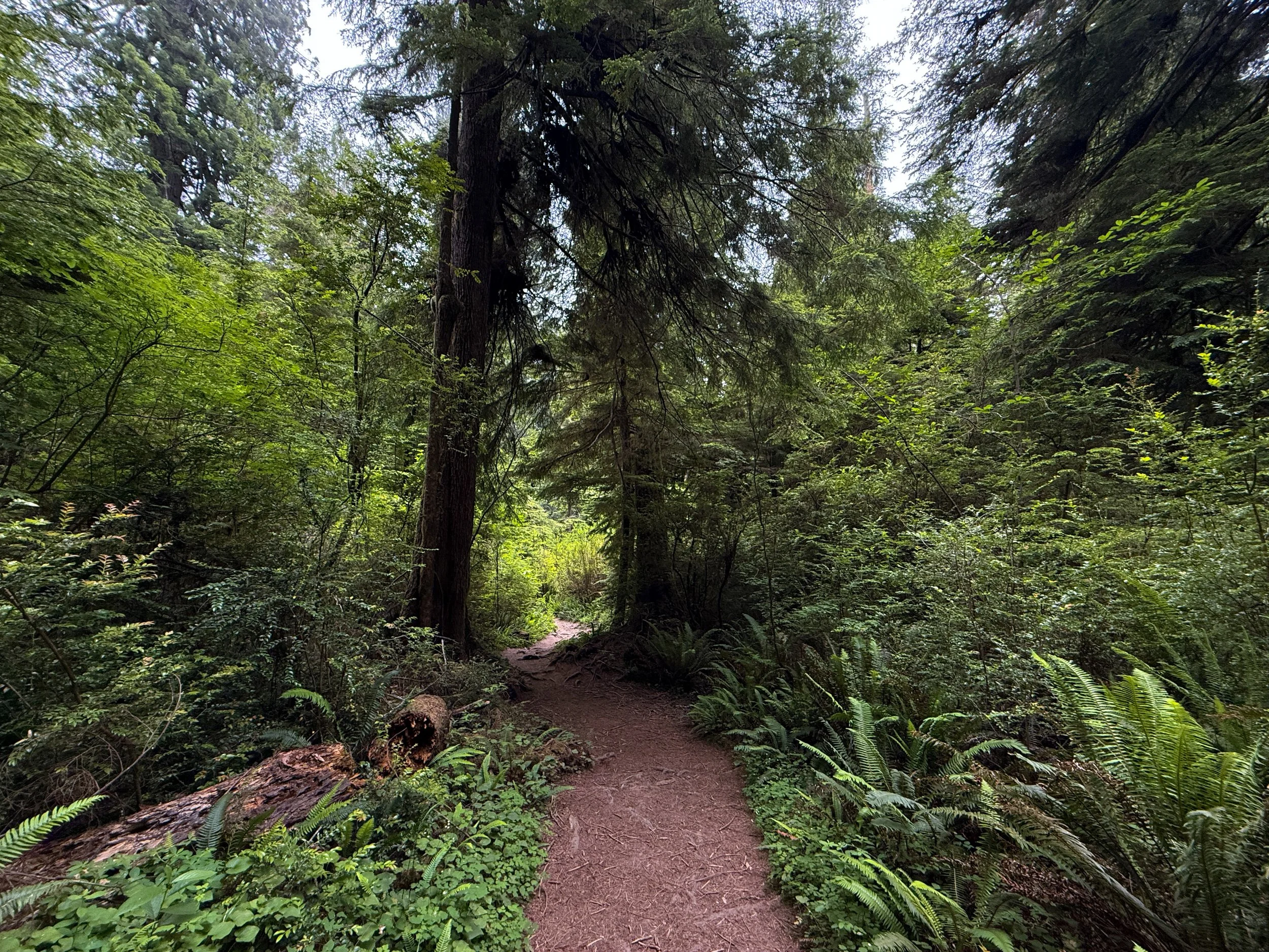 Boy Scout Tree Hike Jedediah Smith Redwoods State Park California