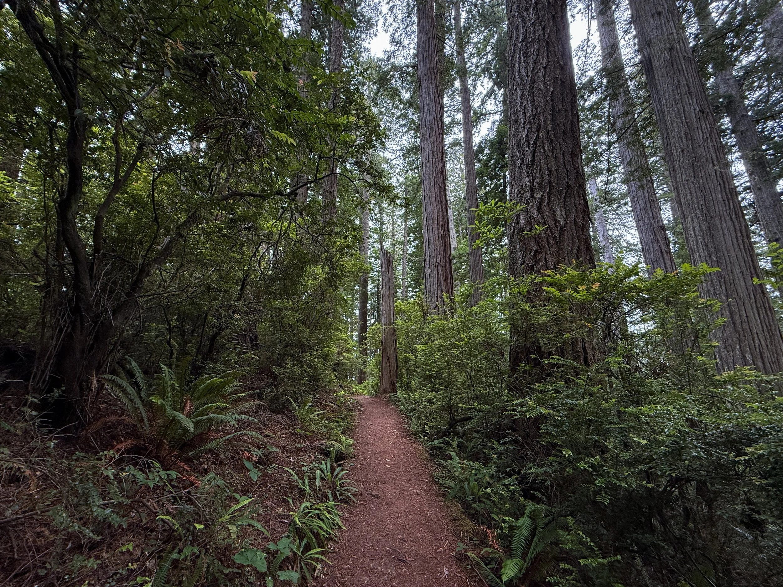 Damnation Creek Hike Del Norte Coast Redwoods State Park California