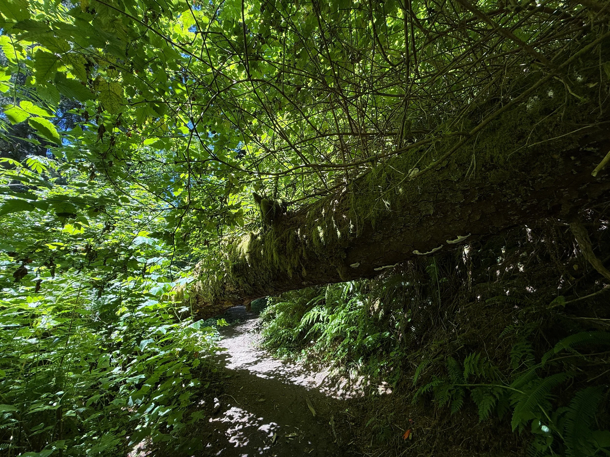 Ossagon Trail Prairie Creek Redwoods State Park California