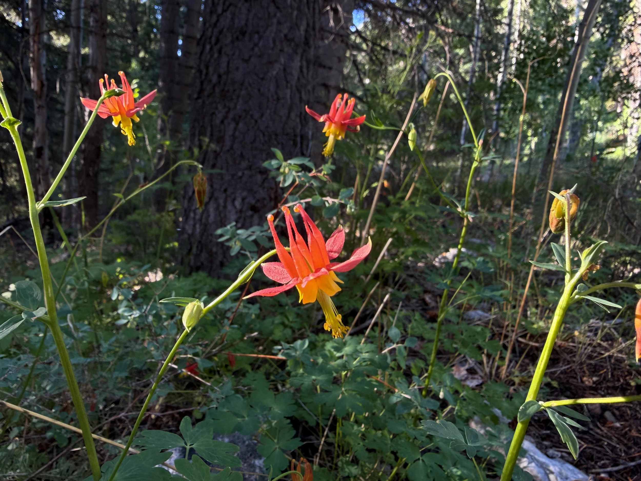 Western Columbine Aquilegia formosa