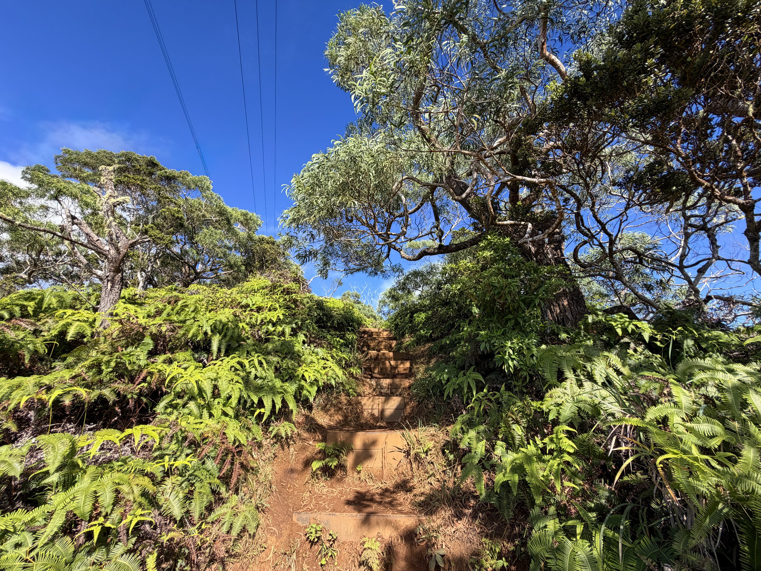Wiliwilinui Ridge Trail Oahu Hawaii