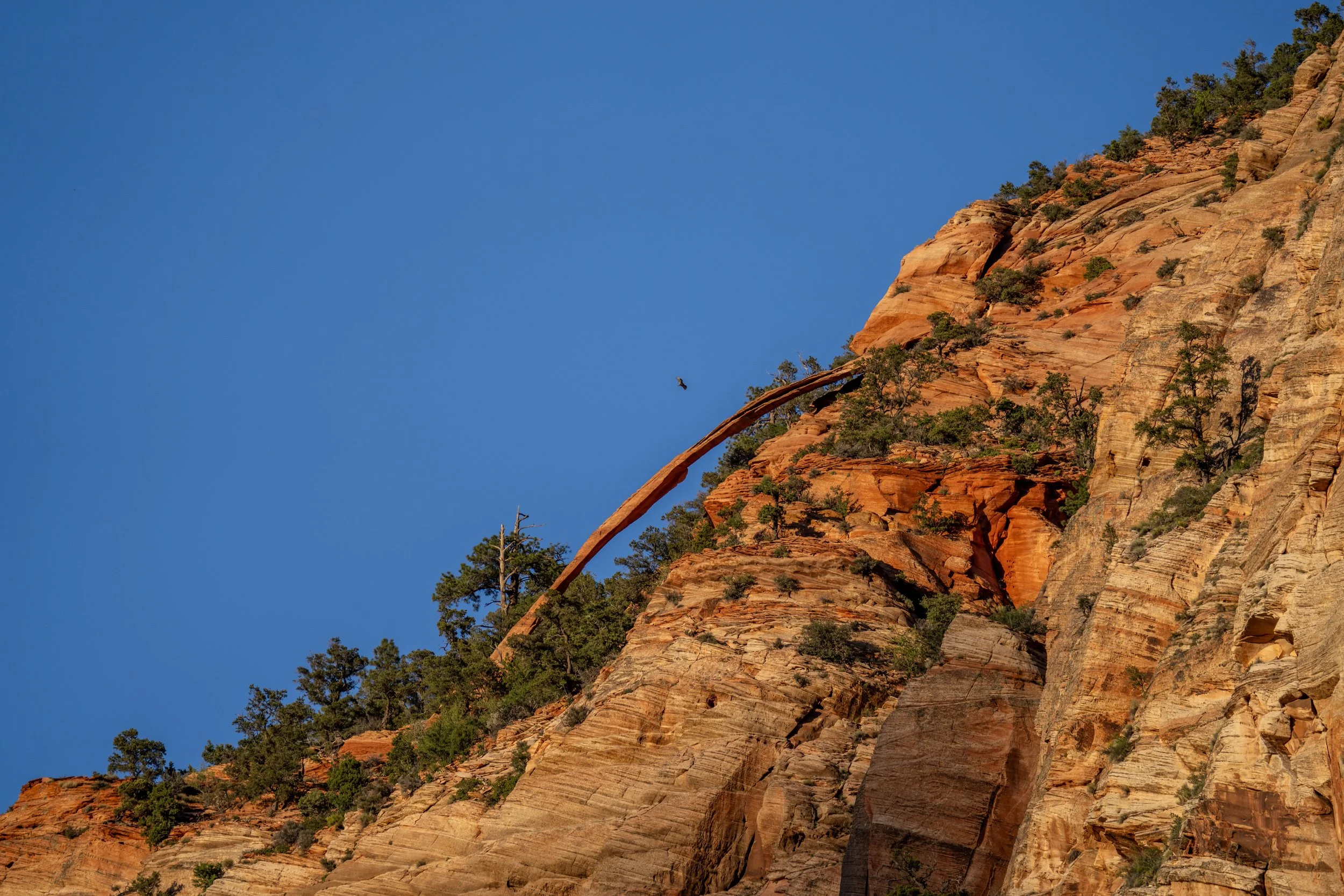 Crawford Arch Watchman Trail Zion National Park