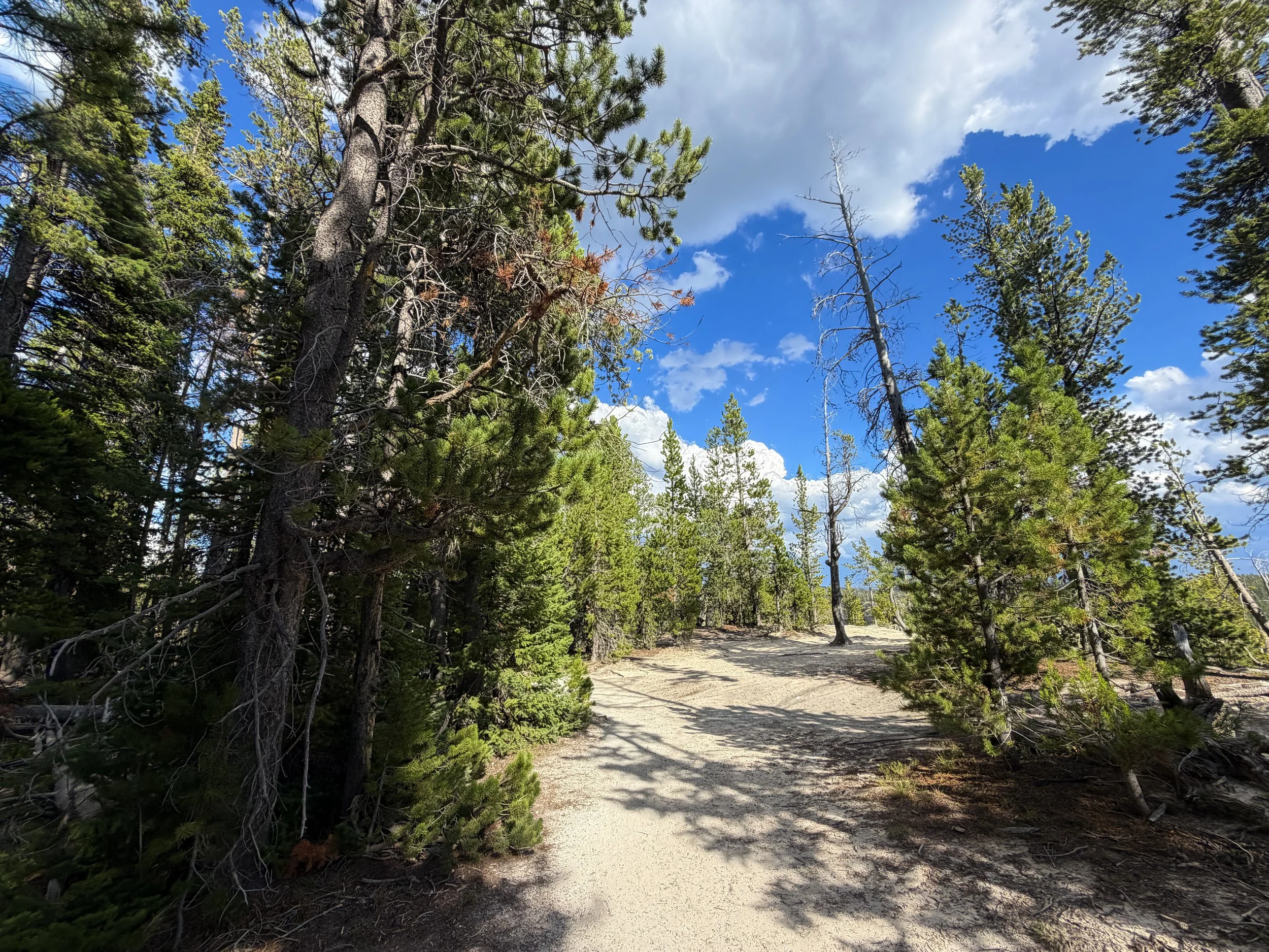 North Rim Trail Yellowstone National Park Wyoming