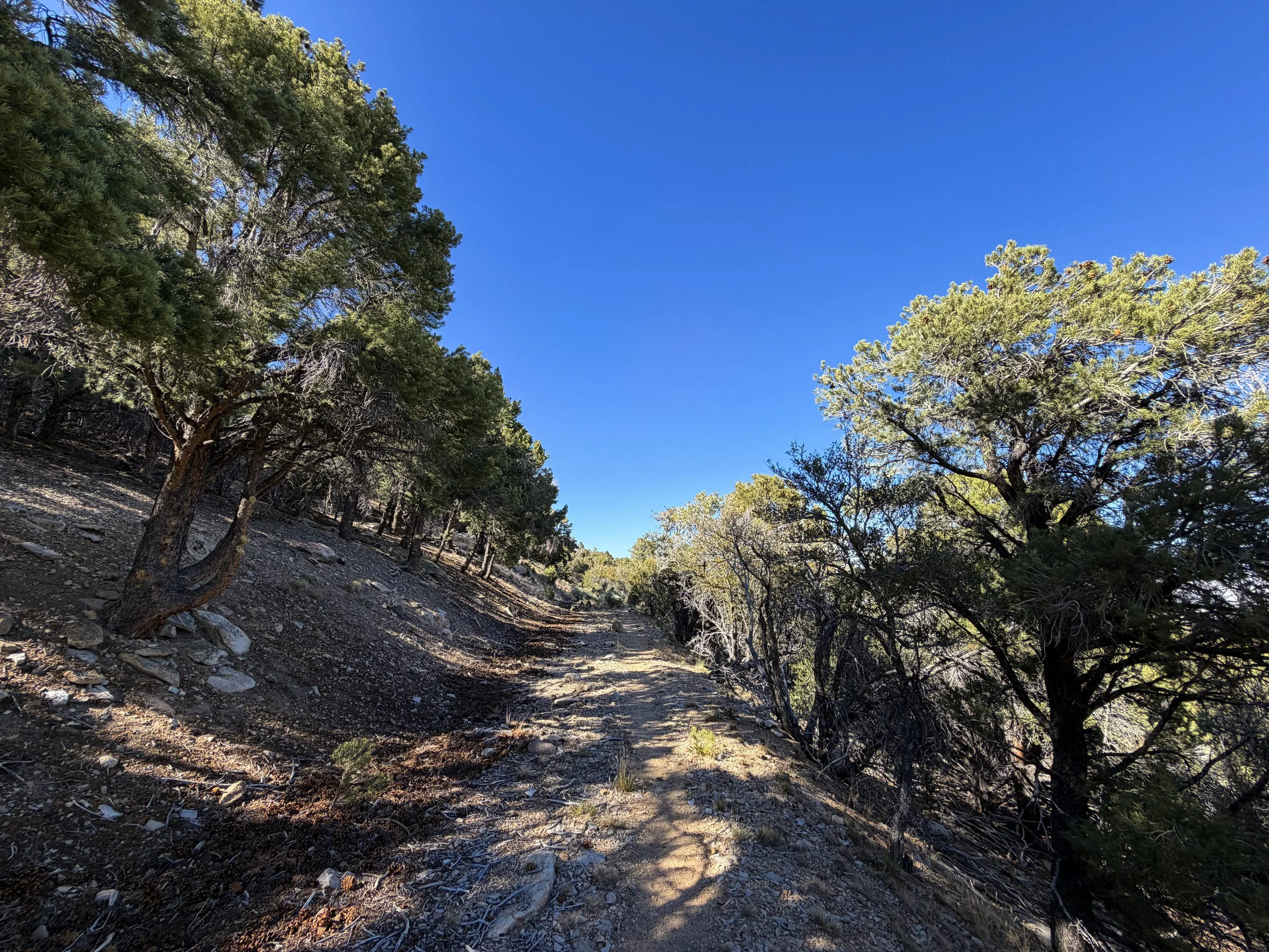 Osceola Ditch Trail Great Basin National Park Nevada