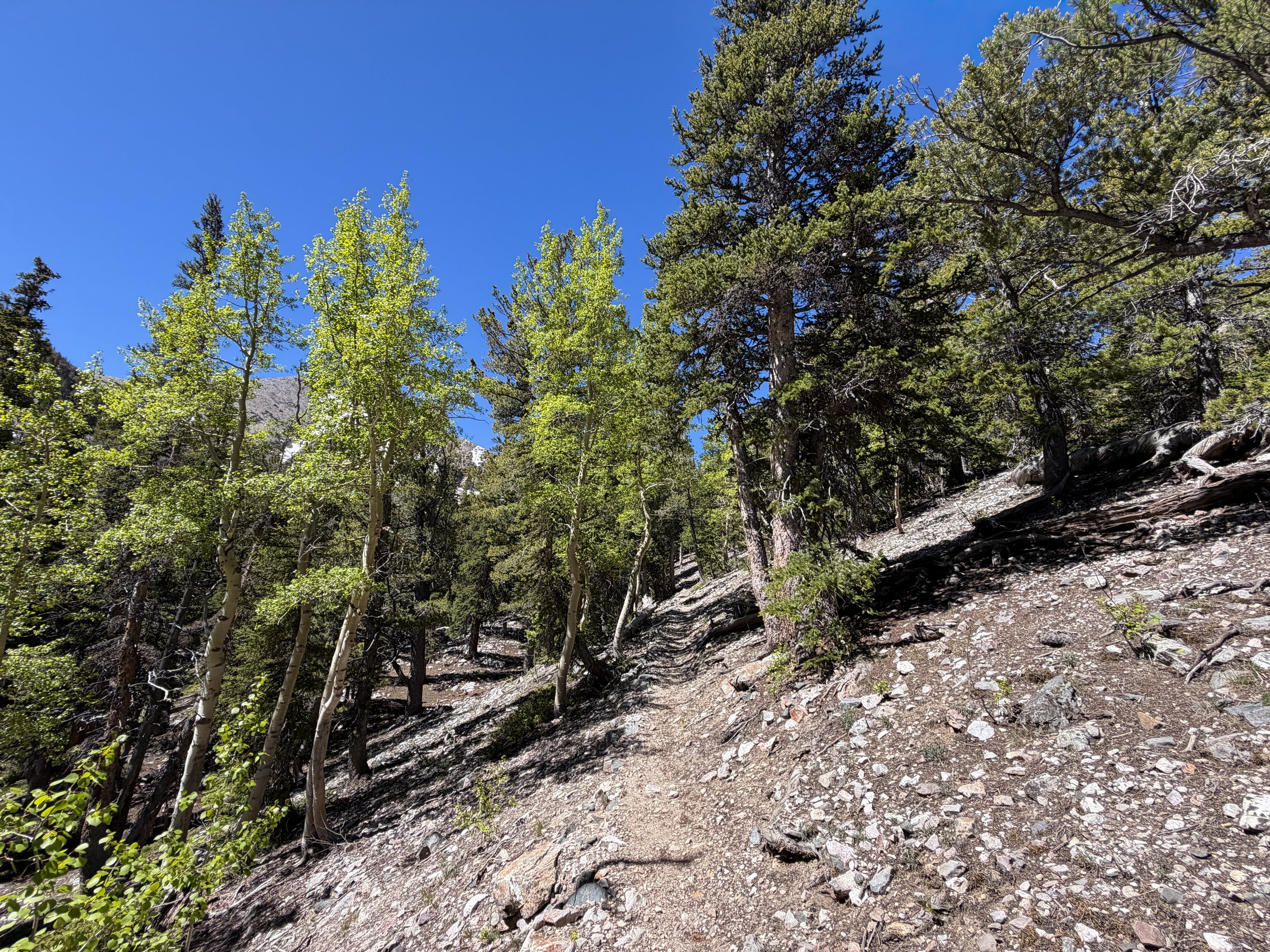 Baker Lake Trail Great Basin National Park Nevada